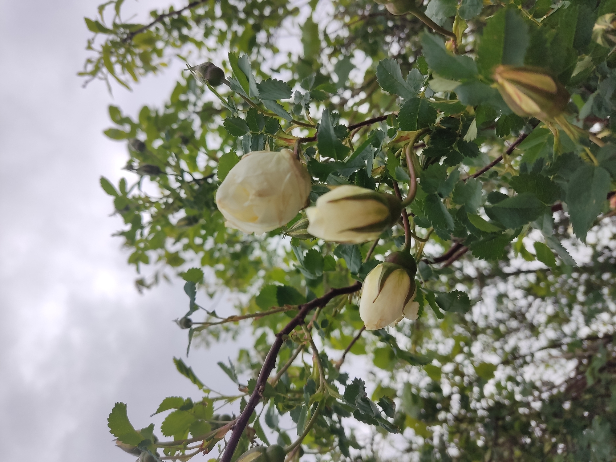 The image shows a close-up, low-angle view of several light yellow-white rose buds hanging from a leafy green branch. The sky is overcast, providing diffused light. The leaves are serrated. The branch appears to be part of a larger bush. There are no people visible in the scene. It is not possible to confirm the location in Izborsk, Russia, based on this image alone.