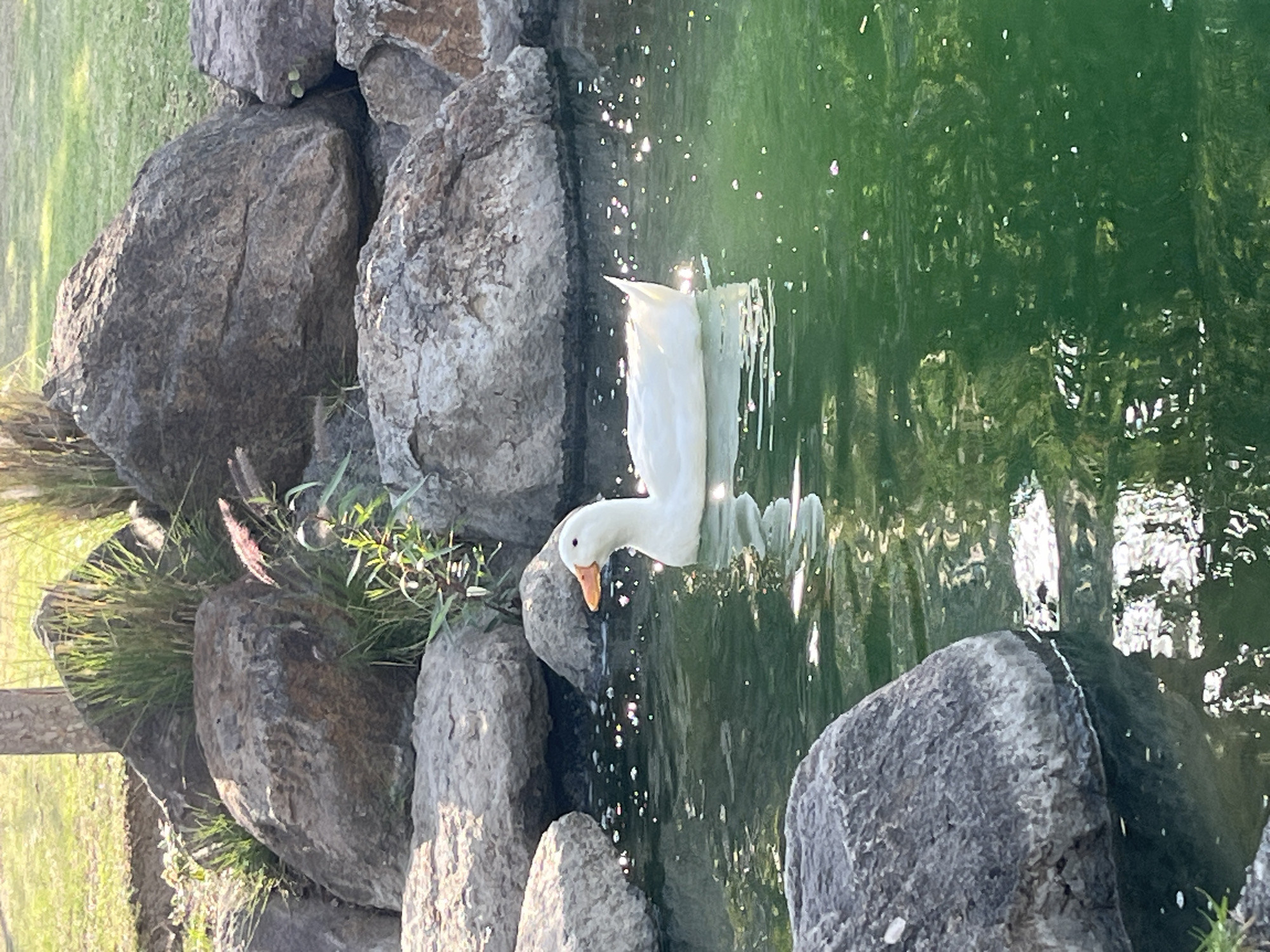 A white duck is swimming in a pond surrounded by large rocks. The water is green, reflecting the trees and sunlight. Some grass and plants grow among the rocks. The image is rotated 90 degrees clockwise. The location is Unknown, Unknown.