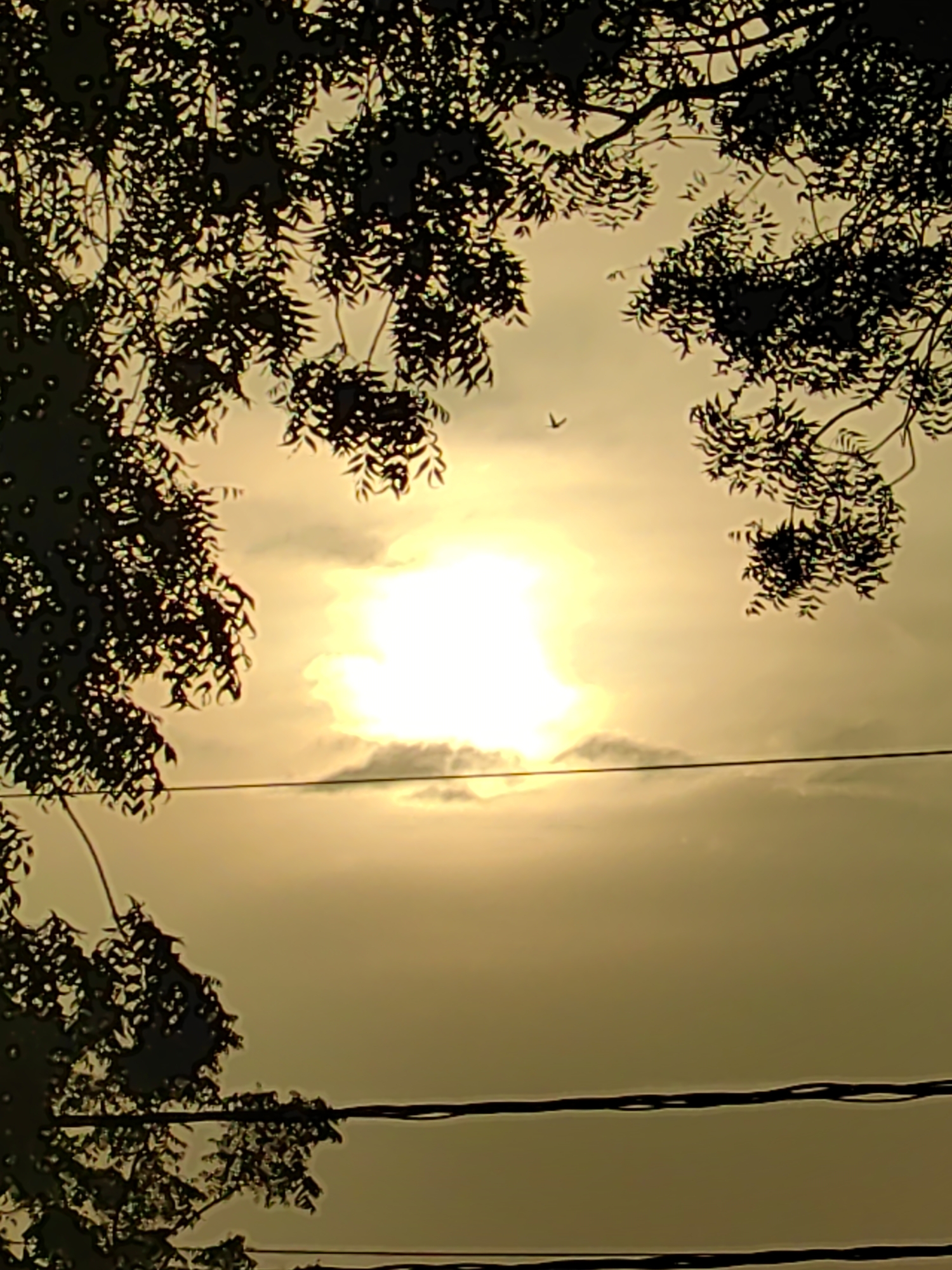 In Mhaiswadi, India, a silhouetted tree with dark green foliage frames the upper portion of the image. The sun, a bright, diffused light source with a halo effect, is positioned centrally in the sky, partially obscured by clouds. Two thin, dark wires stretch horizontally across the frame in the lower half. A single bird is visible in flight near the top left quadrant of the image. The overall lighting suggests either sunrise or sunset, casting a warm, muted golden tone over the scene.