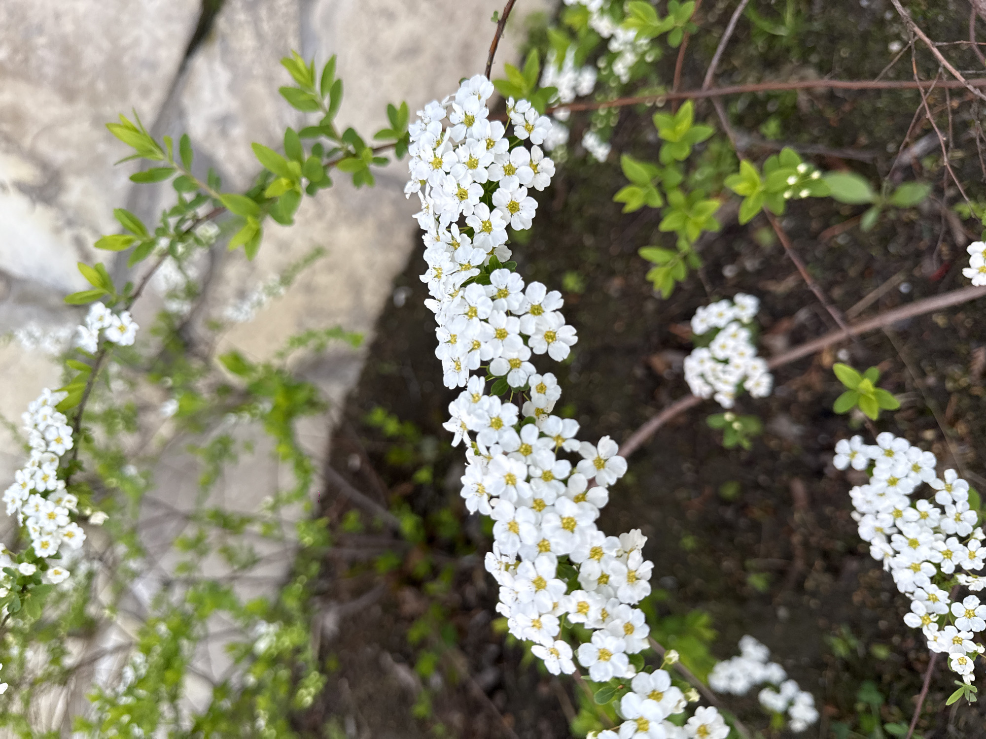 The image shows a close-up of a flowering shrub. The flowers are small, white, and clustered together, with yellow centers. The shrub has small, green leaves. The background includes patches of soil and greenery. In the upper left corner, there is a section of light-colored stone, possibly part of a wall or pathway. The location of the image is Miatli, Russia.