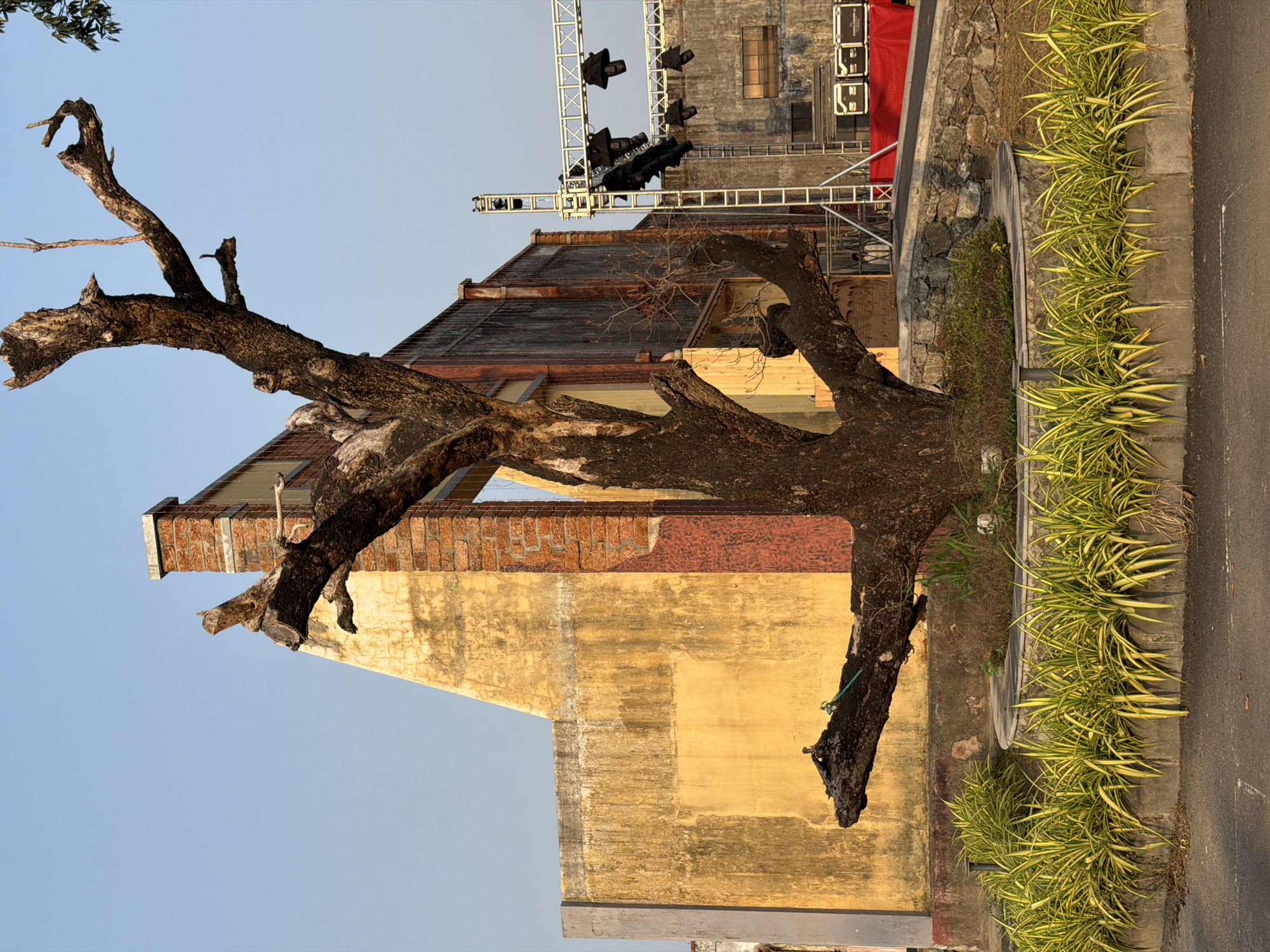 The image depicts a dead tree with large branches against the backdrop of a building in Kalamassery, India. The building has a weathered exterior, with exposed brick and yellow painted surfaces. A scaffolding structure with stage lights is visible behind the building. The tree is situated beside a sidewalk with vegetation. The image appears to be taken at ground level with the camera angled slightly upwards. The sky is visible and blue.