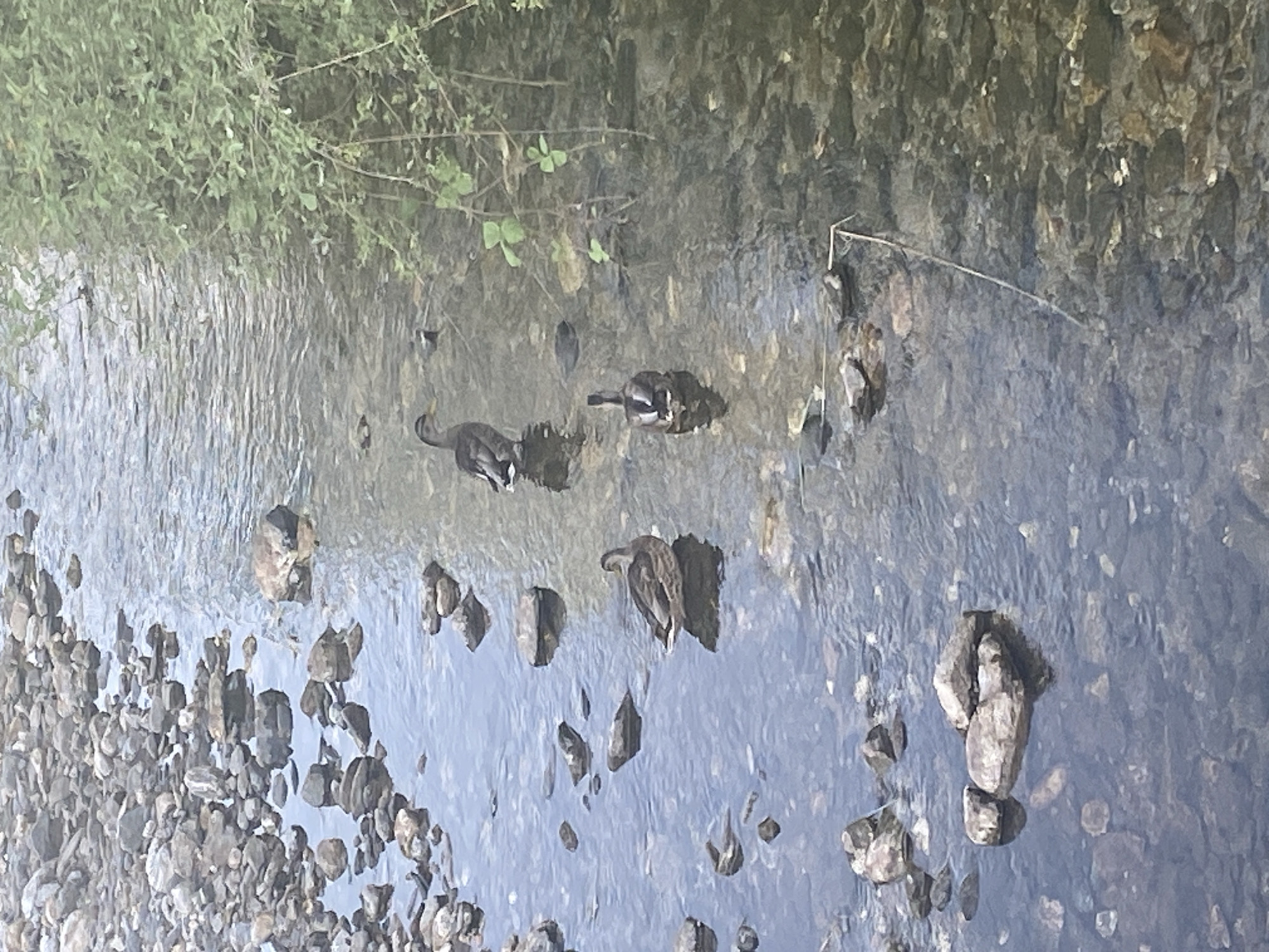 This is a photograph of a shallow, rocky stream with several ducks. The water is clear, allowing the riverbed stones to be visible. The left side of the image shows a bank covered with larger rocks and pebbles. On the right side, lush green foliage overhangs the water. Four ducks are present in the stream. One duck is standing to the left, facing right. Two ducks are in the middle of the stream, one facing away from the camera and the other facing left. A fourth duck is in the upper middle of the stream, facing left. The scene appears to be in a natural environment, possibly a park or a less urbanized area within Blagoevgrad, Bulgaria, given the presence of a natural stream and vegetation.