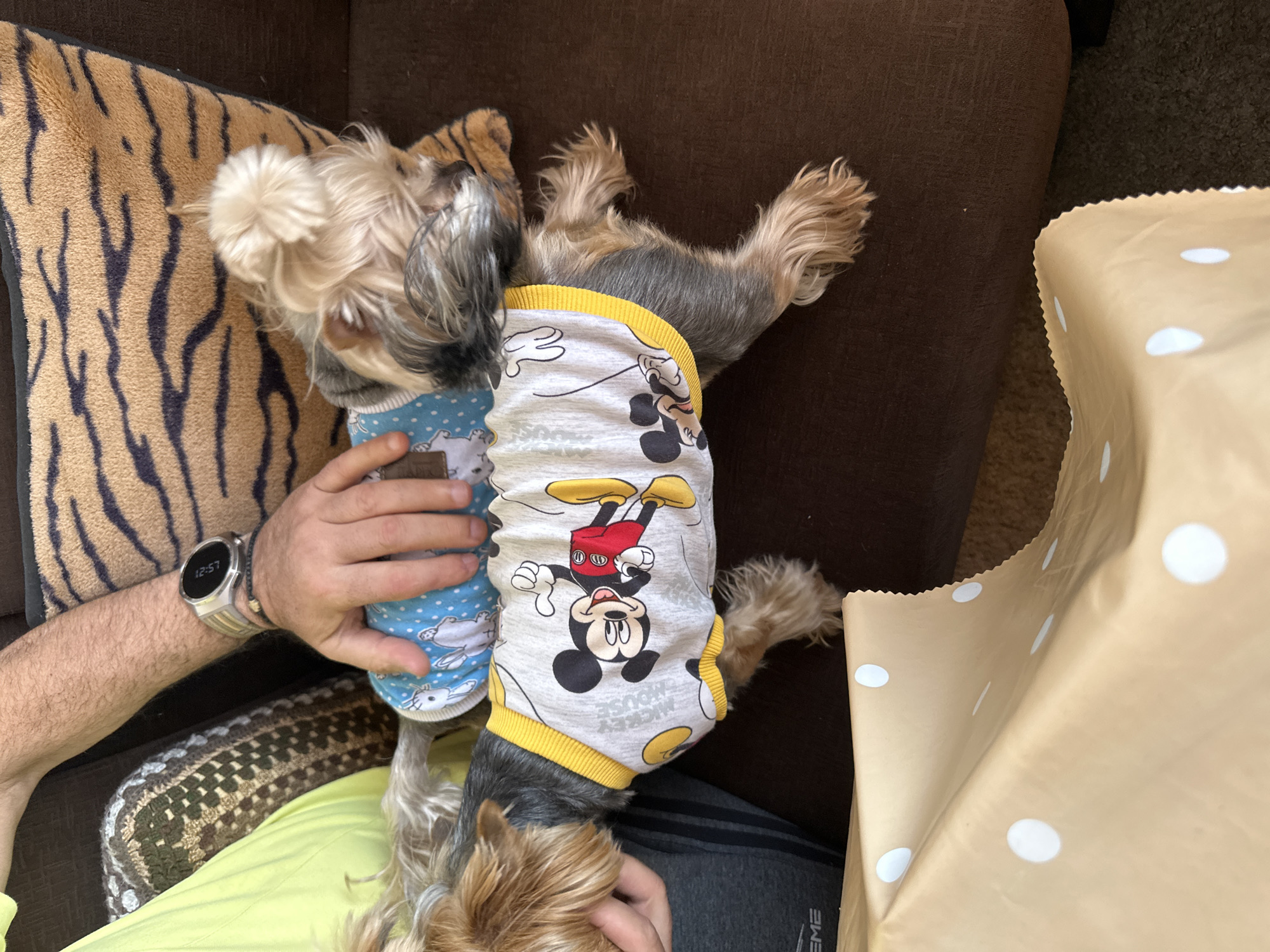 The image shows a small dog, possibly a Yorkshire Terrier, wearing two different outfits. One outfit is blue with cartoon rabbit designs, while the other is grey with a Mickey Mouse pattern. The dog is lying on a brown couch next to a tiger-striped pillow. A person's arm and hand are visible, holding the dog. The person is wearing a watch and a light green shirt. A brown paper bag with white polka dots is also visible on the couch. The location is not identifiable as Montana, Bulgaria, without additional context.