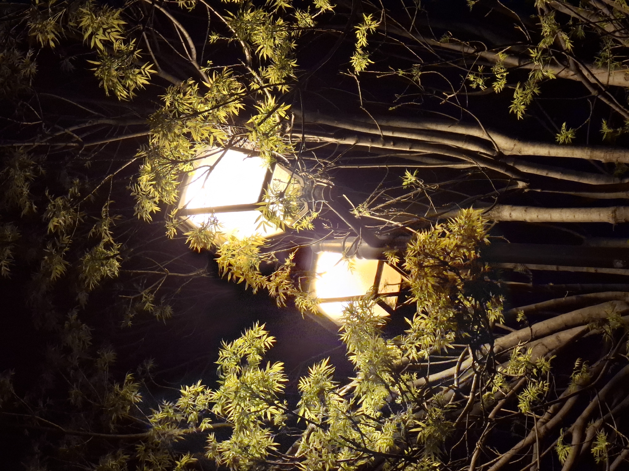 A low-angle shot captures two bright, square-shaped streetlights illuminating foliage and tree branches at night. The lights are centrally located and appear to be the primary source of illumination. The trees surround the streetlights. The location is Novi Sad, Serbia.