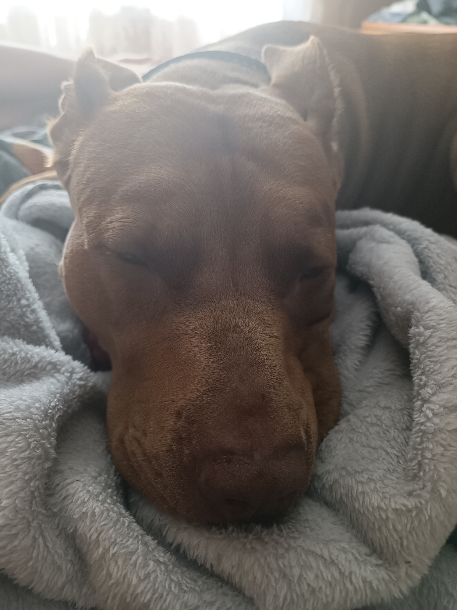 A close-up, eye-level shot shows a brown pit bull dog sleeping, its head nestled on a soft, light blue fluffy blanket. The dog's eyes are closed, and its muzzle is resting on the blanket, partially obscured by its own chin. The background is blurred, with hints of a person's leg and a bright, hazy light, possibly from a window. The overall impression is one of comfort and rest. This image was taken in Zaporizhzhia, Ukraine.