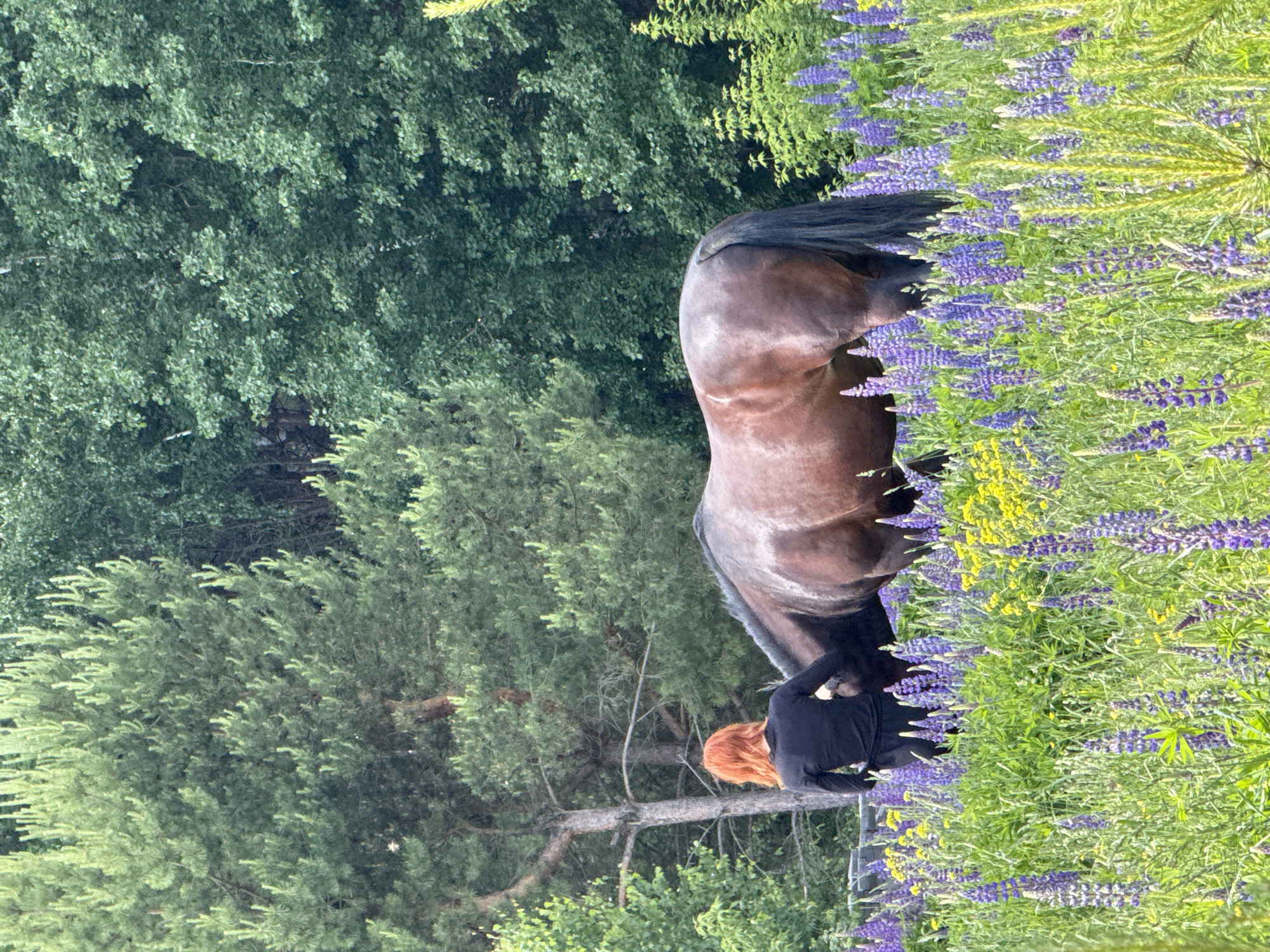 A medium shot, taken outdoors, shows the rear half of a dark-colored horse standing in a field of green grass and purple and yellow flowers (possibly lupines). To the left of the horse, a person with bright red hair is dressed in black and appears to be interacting with either the horse or the flowers. Behind the horse and the person, a dense forest of green trees stretches into the background. The photograph has been rotated, with the top of the image appearing to be oriented to the left side. There are no explicit markers or known information in the photograph to confidently identify the location as Chaikovsky, Russia.