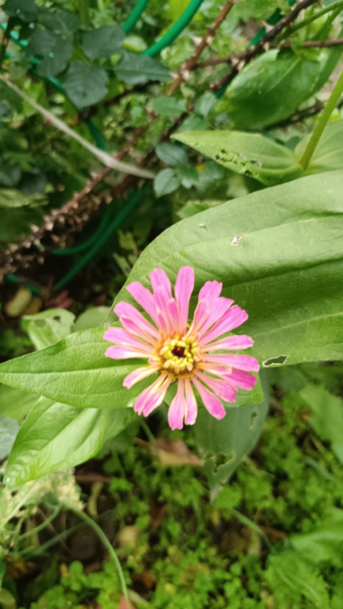 A close-up, slightly angled shot showcases a single pink zinnia flower with yellow and dark brown centers, its petals fanned out and resting on a large green leaf. The flower is positioned in the lower center of the frame. The background is a blur of green foliage, twigs, and some visible green garden stakes, suggesting an outdoor garden setting. The lighting is soft, indicating an overcast day or a shaded area. The image does not contain any information about the city of Karsha, Russia, or any people.