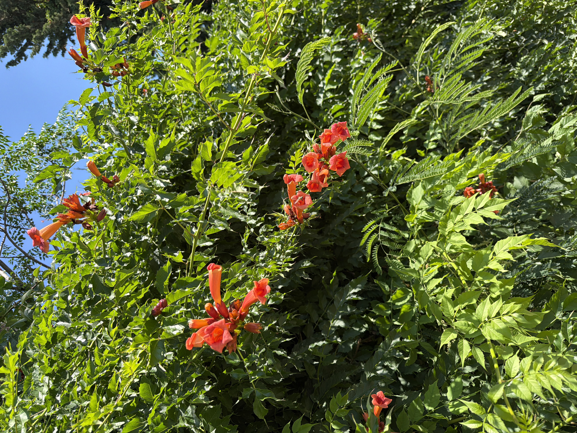 A close-up, low-angle, outdoor, vertical shot shows a dense wall of green foliage and bright orange trumpet-shaped flowers against a clear blue sky. The flowers, clustered on thin stems, are the focal point, with some in sharp focus and others blurred by depth of field. Sunlight dapples through the leaves, creating highlights and shadows. The scene appears to be a garden or natural setting.