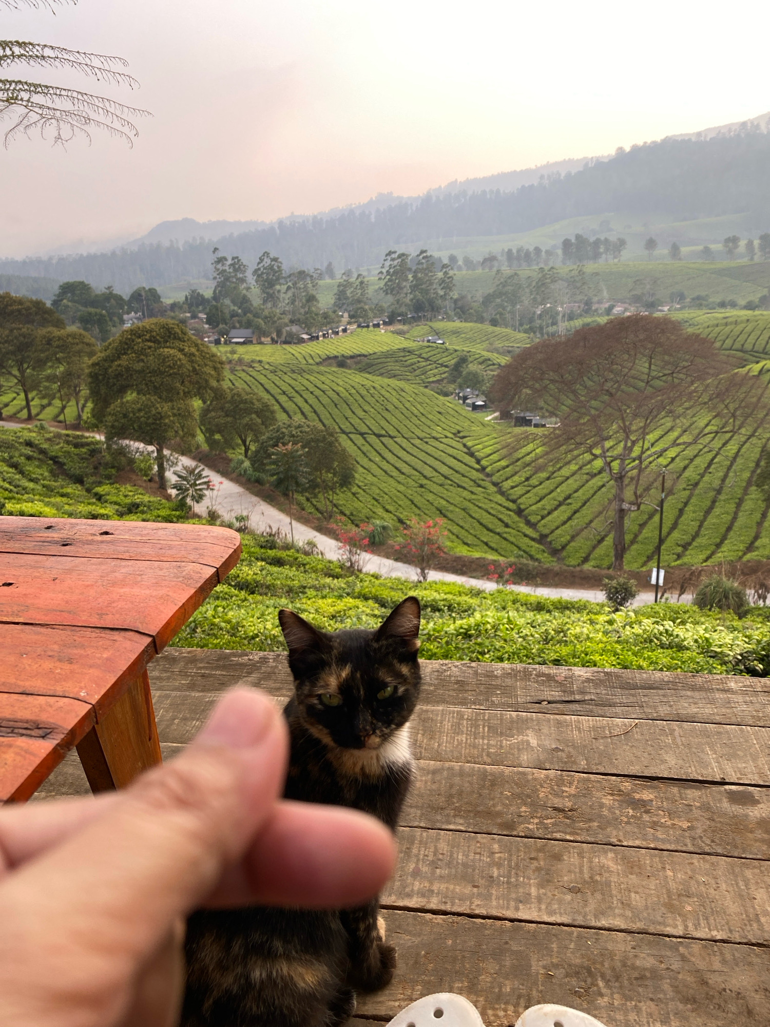 A tortoiseshell cat with green eyes sits on a wooden deck, looking directly at the camera. In the foreground, a blurred human hand forms a heart shape. Behind the cat and deck is a vast, green tea plantation that stretches across rolling hills. The plantation is meticulously terraced, with neat rows of tea bushes creating a patterned landscape. Scattered trees with lush green foliage and some with bare branches dot the hillsides. In the distance, hazy mountains rise, partially obscured by mist. The sky is overcast and light, suggesting early morning or late afternoon. A portion of an orange wooden table is visible to the left of the frame. The scene appears to be a viewpoint in the city of Warnasari, Indonesia, overlooking a scenic tea estate.