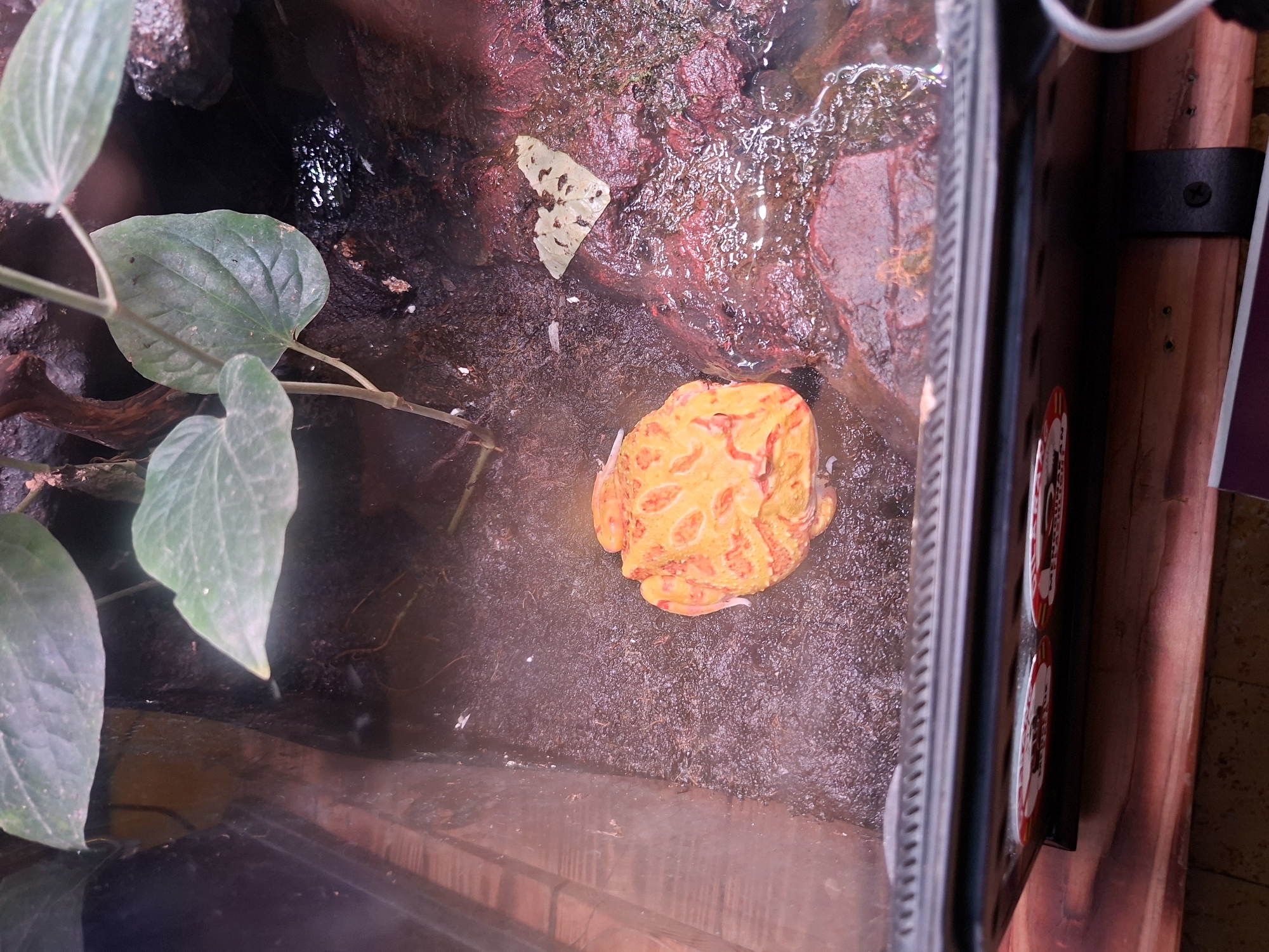 An overhead, medium shot captures an orange frog in a terrarium, resting on damp, dark soil. The frog's vibrant orange body is marked with darker red or brown splotches. To the right of the frog, a small, light green, triangular leaf lies on a wet, reddish-brown rock surface. The terrarium contains water, plants with large green leaves, and some pieces of wood. The foreground shows the glass edge of the terrarium and part of a wooden structure below, with some stickers visible on the terrarium's frame. The image is devoid of any discernible elements that would indicate its location in Yogyakarta, Indonesia.