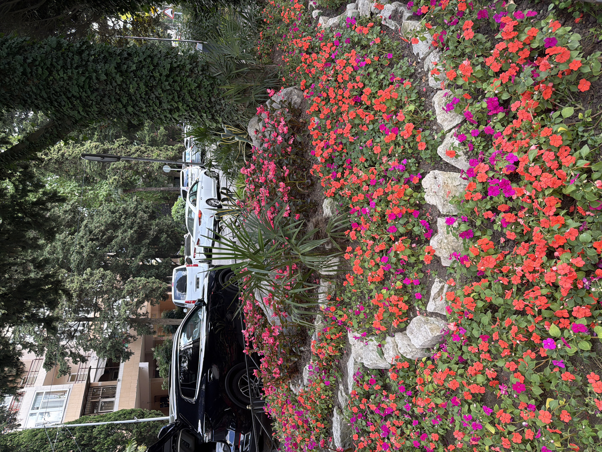 The image captures a vibrant floral display of impatiens in shades of pink and coral, interspersed with purple blossoms, lining a pathway. These flowers are planted alongside a low stone wall, with several large, grey rocks incorporated into the arrangement. To the left of the flowers, a row of parked cars is visible, including a black SUV in the foreground and several white vehicles further back. Behind the cars, a building with light-colored walls and multiple windows can be seen, suggesting an urban or residential setting. Lush green trees and ivy-covered structures dominate the background, contributing to a verdant, natural atmosphere. A palm frond emerges from the flowerbed, adding a tropical touch. The lighting suggests it is daytime, with overcast or diffused light, indicating potentially mild weather. There are no people visible in the image. The scene appears to be a well-maintained public space or private garden adjacent to a street or parking area. The overall impression is one of natural beauty and urban integration.