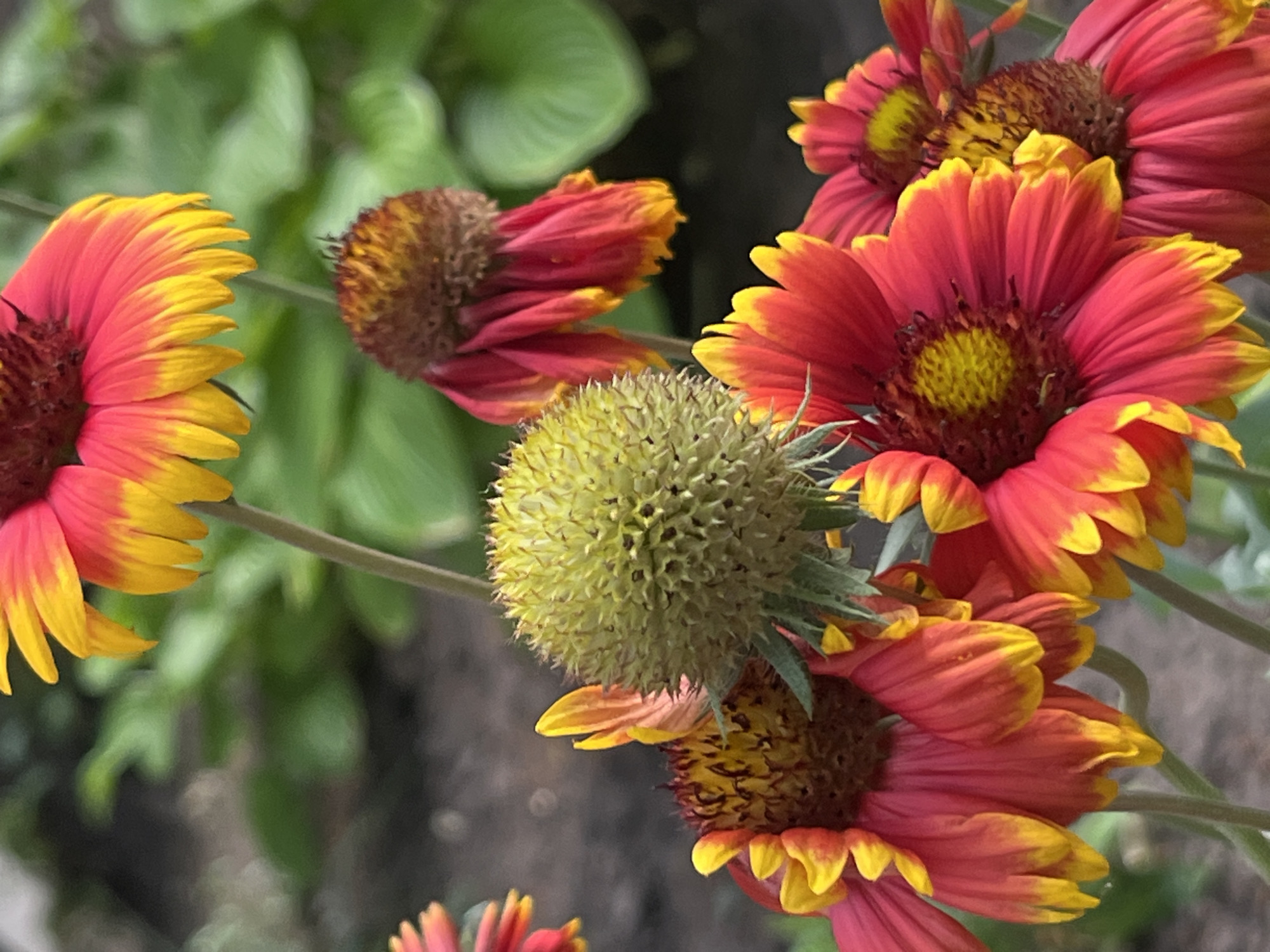 This media file showcases a close-up view of several Gaillardia flowers, also known as blanket flowers, in a garden setting. The flowers display vibrant petals that transition from a deep red at the base to a bright yellow at the tips, creating a striking bicolored effect. The centers of the flowers are a rich, dark brown, covered in numerous tiny florets. One prominent feature is a spherical, spiky seed head, likely from a different plant, which is a light green color and positioned amongst the flowers.
The flowers appear to be in bloom, suggesting it is likely springtime or summer. The lighting suggests it is daytime, with soft shadows indicating diffused sunlight, possibly a cloudy day or early morning/late afternoon. The background is a soft blur of green foliage and darker tones, indicating a natural, outdoor environment like a garden or park. There are no people visible in the frame. The scene evokes a sense of natural beauty and the quiet serenity of a garden. The location context provided is Dnipro, Ukraine, which adds a geographical element to the otherwise universal subject of flowers. There is no visible text within the media file.