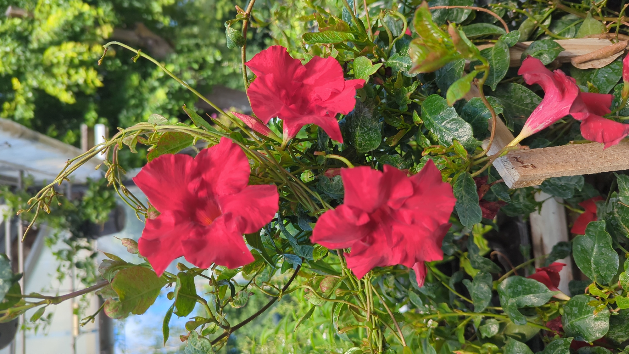 The image displays a close-up view of several vibrant red Dipladenia flowers, also known as Mandevilla. The flowers are trumpet-shaped with five petals and appear to be in various stages of bloom, with some fully open and others still developing. They are growing on a vine with lush green leaves and slender, woody stems. The background is softly blurred, suggesting an outdoor setting, with hints of greenery and structures that could be part of a greenhouse or garden center. A small wooden stake is visible in the lower right portion of the frame, supporting some of the plant's growth. The lighting suggests it is daytime, with sunlight illuminating the flowers and foliage. There are no people or animals visible in the image. The overall impression is one of abundant, healthy plant life.
