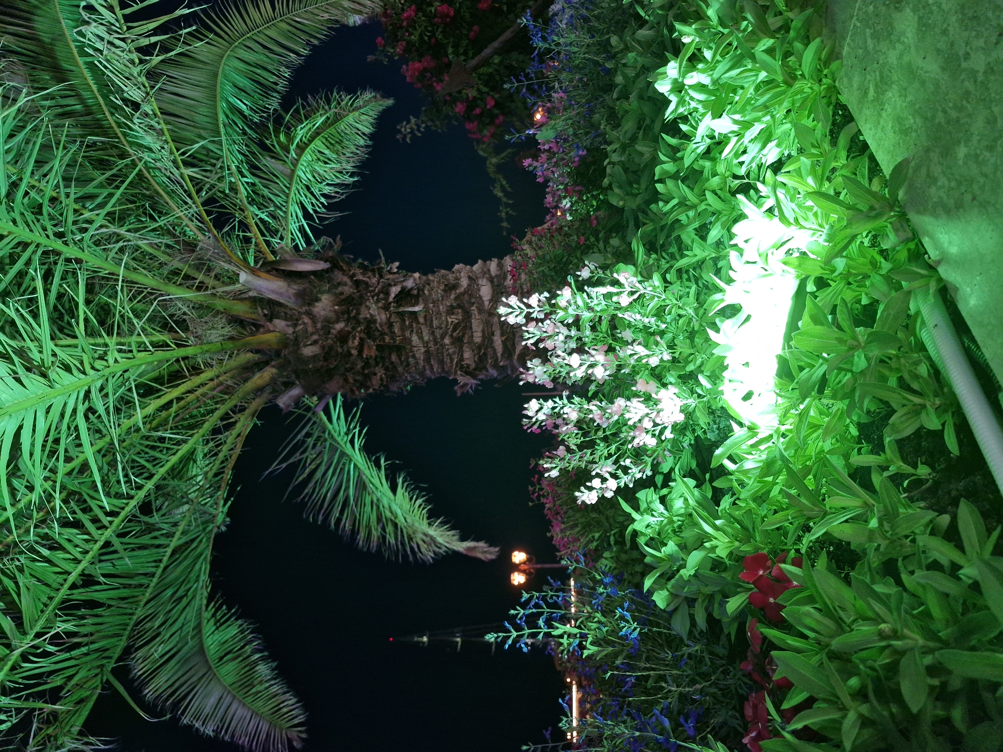 The image shows a close-up, rotated view of a palm tree and surrounding foliage illuminated by green and white lights at night. The palm tree trunk is textured and rough, with long, green fronds extending upwards and to the left. The fronds are illuminated from below, casting a vibrant green glow.
To the right of the palm tree, a dense arrangement of plants with lush green leaves is visible, also brightly lit by green and white lights. Among the green leaves, clusters of small white flowers are prominent, and further down, there are hints of red flowers and delicate blue-purple flowers. The lighting creates a dramatic effect, highlighting the textures and colors of the plants against a dark background.
In the upper part of the image, the dark night sky is visible, and a reflection of lights, possibly streetlights, can be seen in the distance. The overall scene suggests an outdoor setting, possibly a garden or a resort area, decorated and illuminated for nighttime viewing. The image is taken at an upward angle, focusing on the details of the vegetation and the artificial lighting. There is no visible text. The lighting and the presence of tropical-like foliage suggest a warm climate and a festive or decorative ambiance. The location context of Sveti Vlas, Bulgaria, is consistent with a resort town on the Black Sea coast, which often features such tropical-inspired landscaping and nighttime illumination.