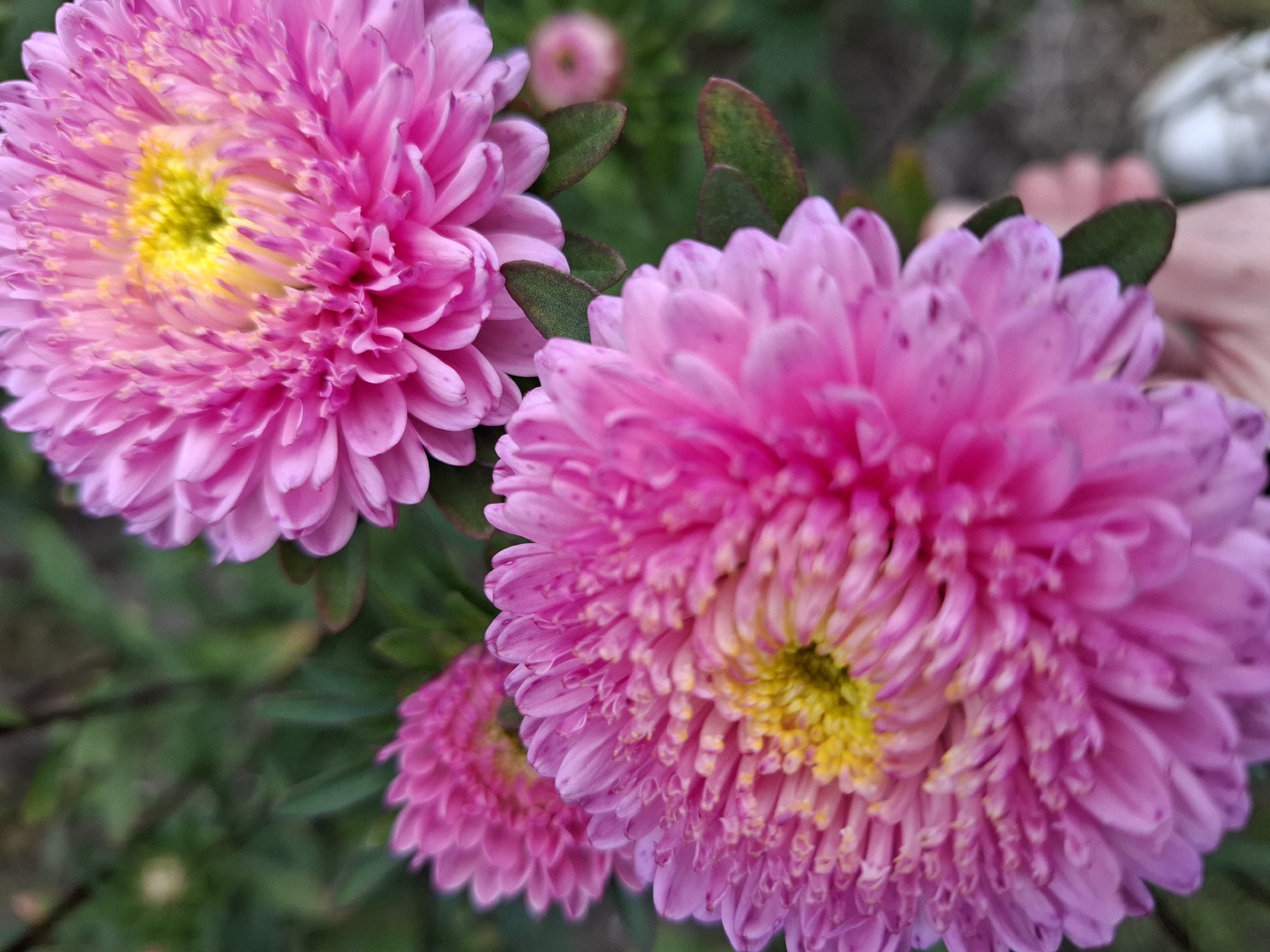 A close-up, vertical, outdoor, medium shot captures three pink asters in a garden. The asters, with their bright yellow centers and many delicate petals, are the primary subjects. The foreground is dominated by a large, in-focus aster, with a second, slightly smaller aster positioned behind and to its left. A third, more distant aster is visible further back and to the left. The background consists of blurred green foliage, with hints of brown leaves. A person's hand, holding what appears to be a flower bud, is visible in the lower right corner, partially obscuring the foreground aster. The image does not provide information about the specific location in Romantik, Russia.