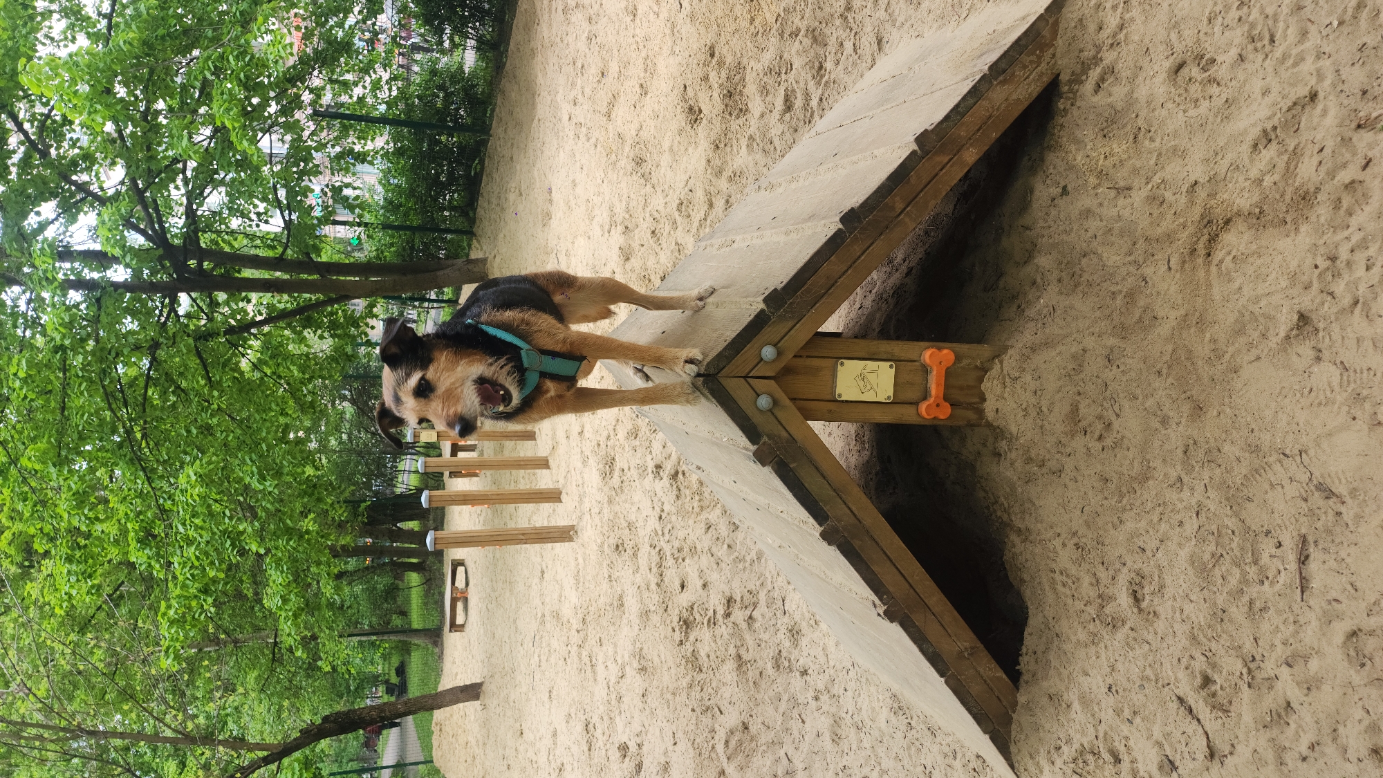 A medium-sized dog with a brown and black coat is positioned on top of an A-frame obstacle in what appears to be a dog park. The dog is wearing a blue harness and has its mouth open, potentially barking or panting. The A-frame is made of wood and has a bone-shaped orange plastic embellishment attached. The ground is covered in sand. In the background are trees and other dog park obstacles, including a series of low wooden barriers. The location is Moscow, Russia.