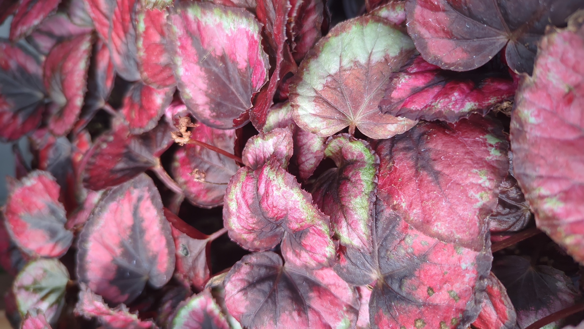 The image is a close-up, top-down view of a cluster of begonia leaves. The leaves are a vibrant mix of deep pinks, reds, and dark purples, with some areas showing a light green mottling, particularly along the edges and veins. The texture of the leaves appears somewhat velvety and crinkled. Several dried, brown flower remnants are visible among the foliage, suggesting the plant may have bloomed recently. The lighting is soft, and the focus is sharp on the leaves, with some slight blurring towards the edges of the frame. There are no people, animals, or identifiable landmarks present in the image. The setting is implied to be an indoor or sheltered environment, consistent with where ornamental plants are typically kept. There is no information available to determine the specific location within Laval, Canada.