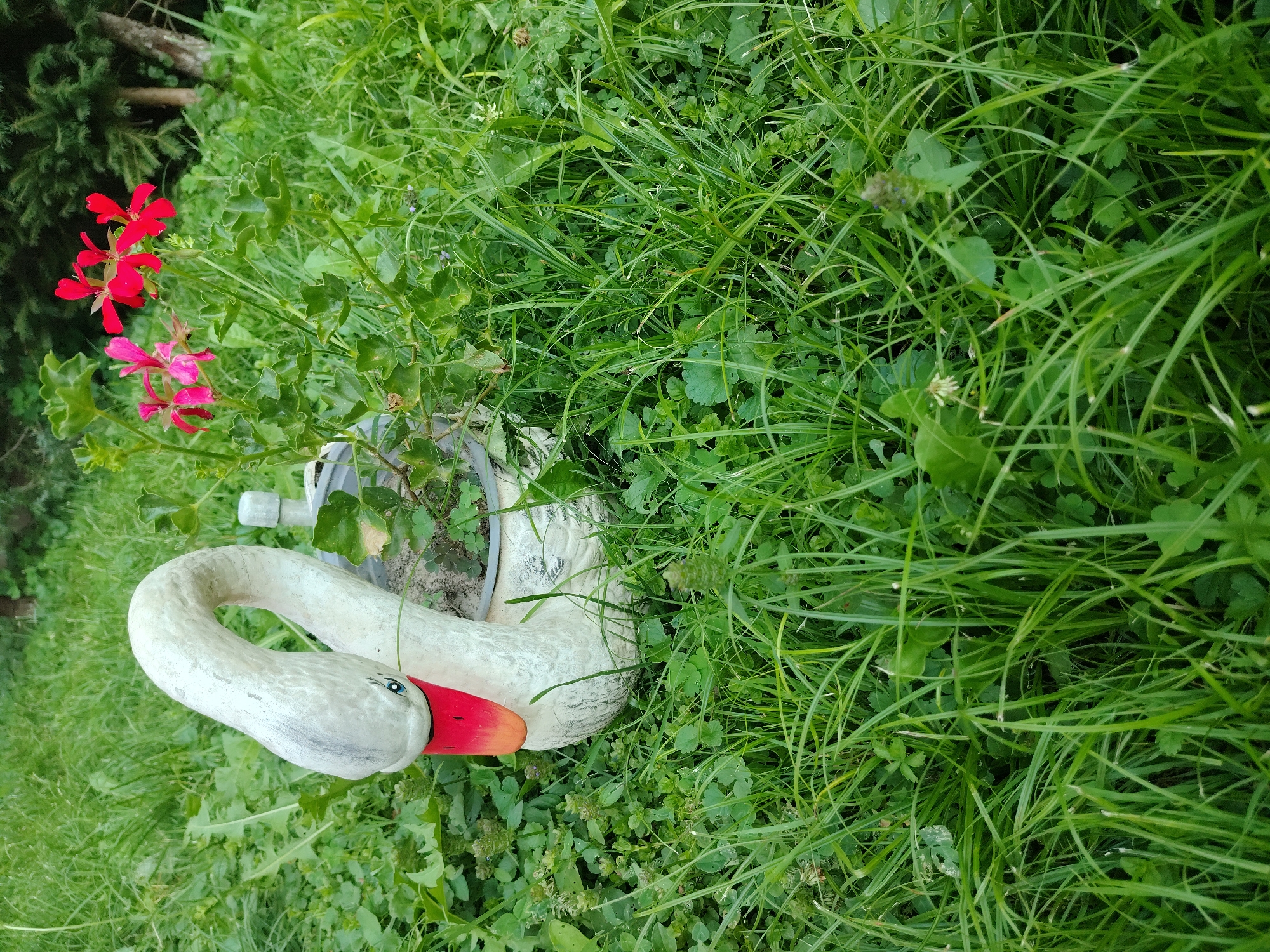 A close-up, eye-level shot shows a white swan planter ornament, with a bright red and orange beak and blue eyes, sitting in thick green grass. The swan's neck is curved forward, and it appears to be a planter, with soil and small green plants visible inside its hollow body. To the right of the swan, a cluster of bright red and pink geranium flowers bloom amongst the grass and foliage. The background is filled with more green grass and out-of-focus trees, suggesting an outdoor setting. The image appears to be taken during the daytime, with natural lighting.