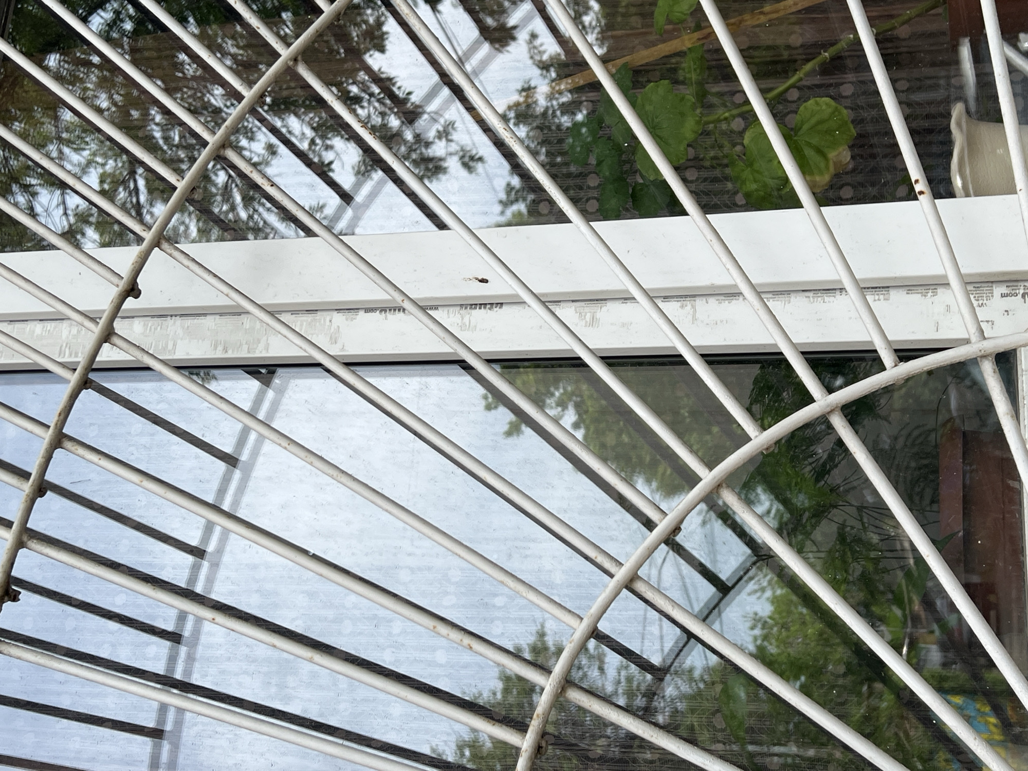 The image shows a close-up view of a metal security grille covering a window. The grille is painted white and has a pattern of vertical and curved bars. Behind the grille, a window is visible, reflecting trees and sky. Inside, green leaves of a plant and a white object can be seen through the window. A label with the text ".com" is visible at the right part of the window. There is no explicit evidence in the image to confirm its location in Krasnodar, Russia.