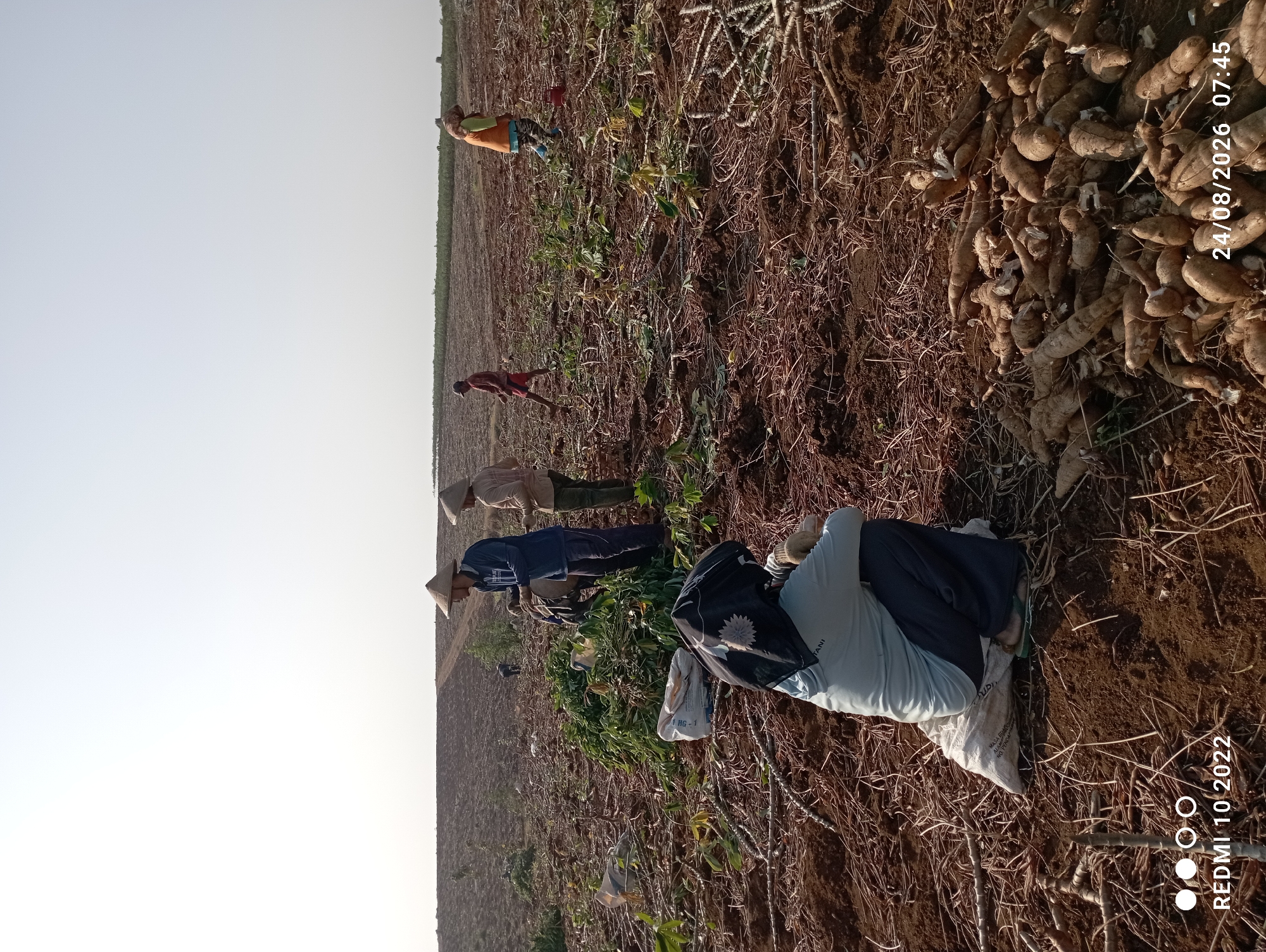In Gandik, Indonesia, a group of people are harvesting crops in a field. The terrain is brown soil with scattered debris, including dried plant stems and leaves. Several individuals are wearing conical hats, suggesting they are farmers engaged in manual labor. One person is seated on a white sack, facing away from the camera. Another individual, also in a conical hat, is standing and appears to be working with harvested plants. A pile of harvested roots, likely cassava, is visible in the foreground. The sky is overcast and pale. The scene suggests agricultural activity, possibly the end of a harvest season.
