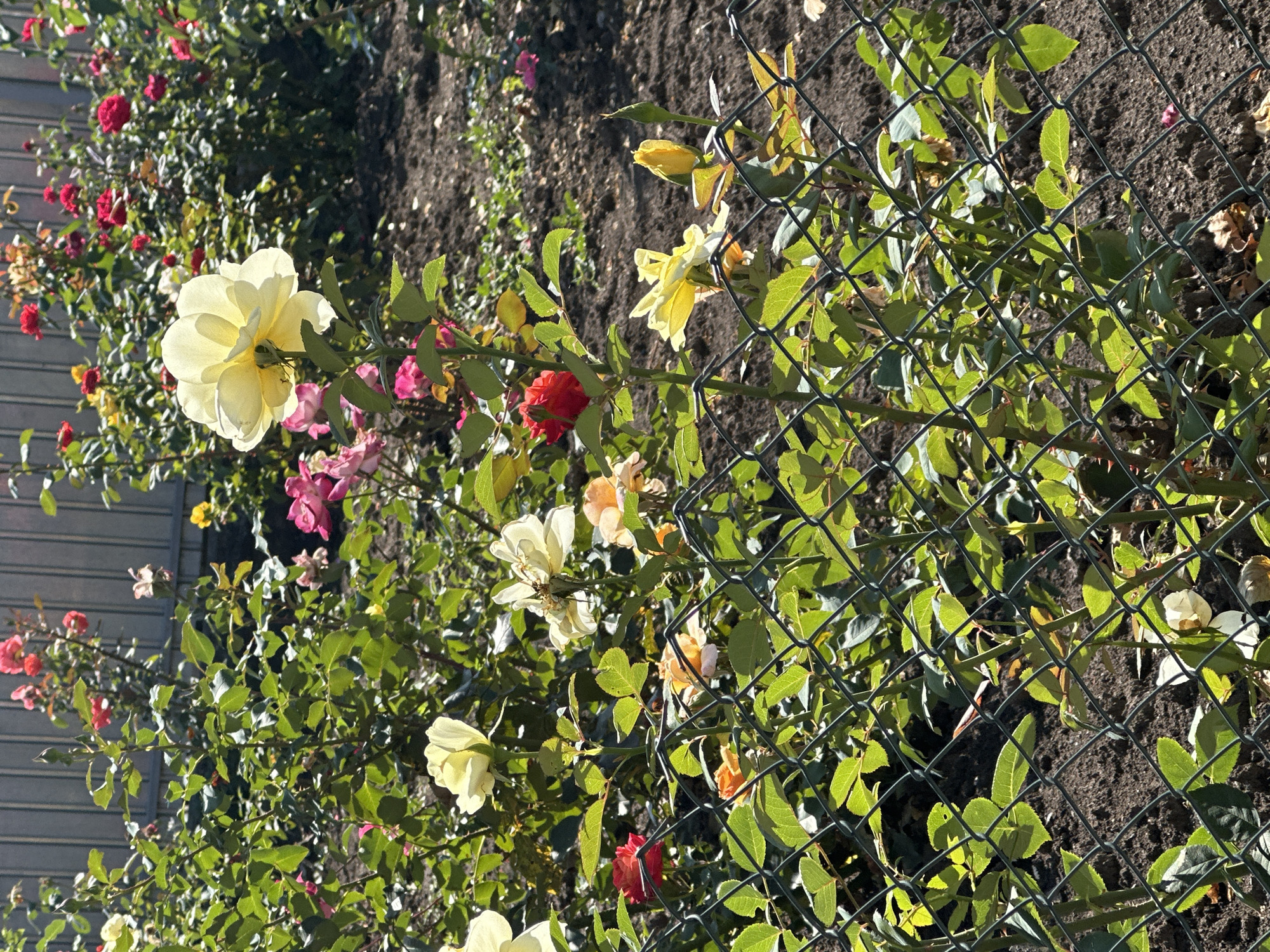 The image depicts a rose garden in Makiv, Ukraine, on a sunny day. The foreground features a chain-link fence with green leaves and rose stems protruding through it. Several roses in various stages of bloom are visible, including a prominent pale yellow rose in the center, a few red roses, and some pink and orange-hued flowers. The background shows more rose bushes, some with visible buds, and a gray wooden fence. The ground is covered with dark soil and scattered dead leaves. The lighting suggests it is daytime with the sun casting shadows. There are no people or animals visible in the image.