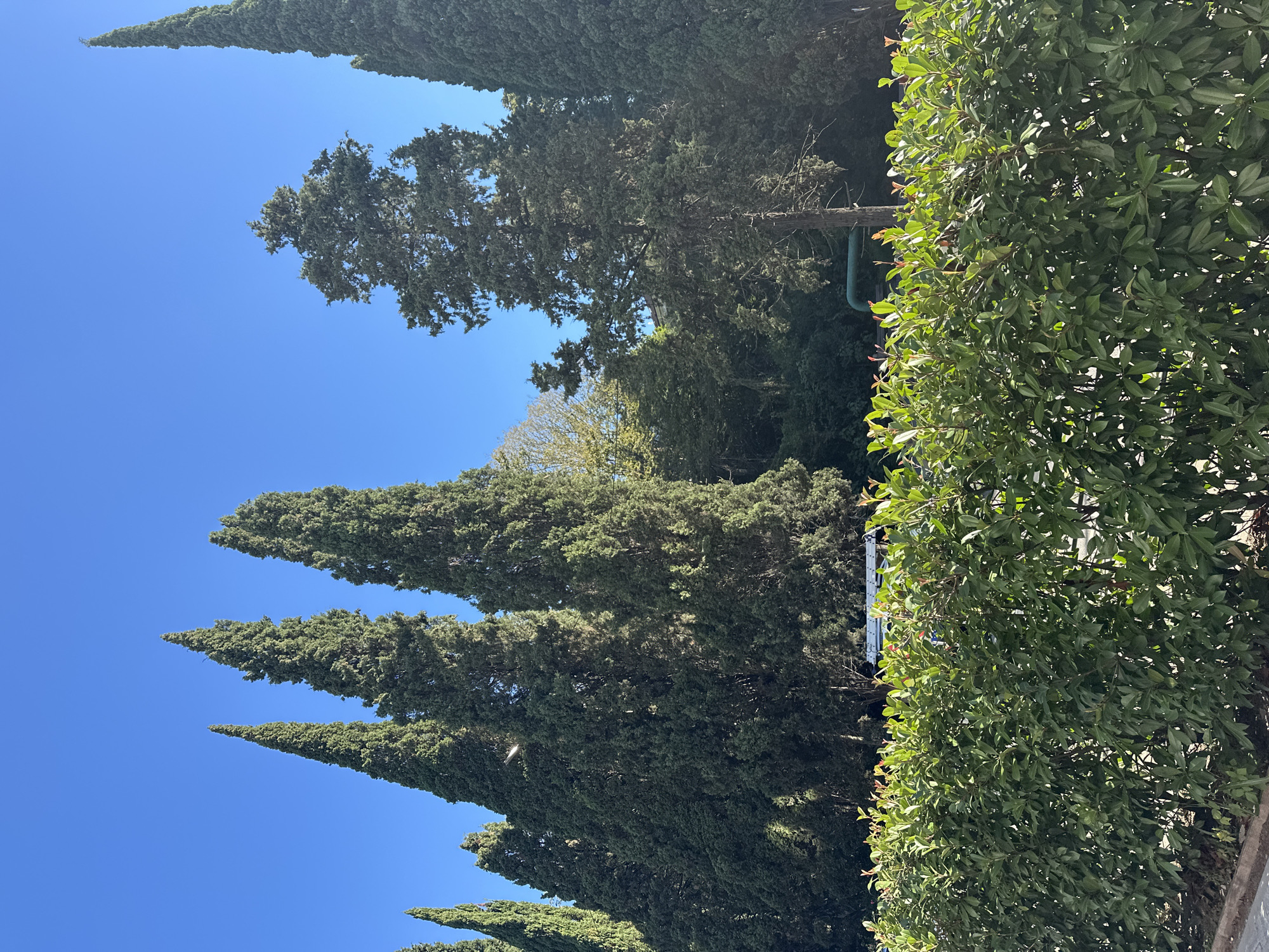 In Sochi, Russia, a well-maintained green hedge forms the foreground of the image, its lush leaves catching the sunlight. Behind the hedge, a line of tall, slender evergreen trees, likely cypress trees, dominates the middle ground, their pointed tops reaching towards a clear, bright blue sky. Their dense foliage creates a stark contrast with the vibrant green of the hedge below. Further in the background, a mix of trees and foliage create a wooded area, with hints of buildings and possibly some industrial elements such as a green pipe visible. The scene is bathed in bright daylight, suggesting a clear and sunny day.