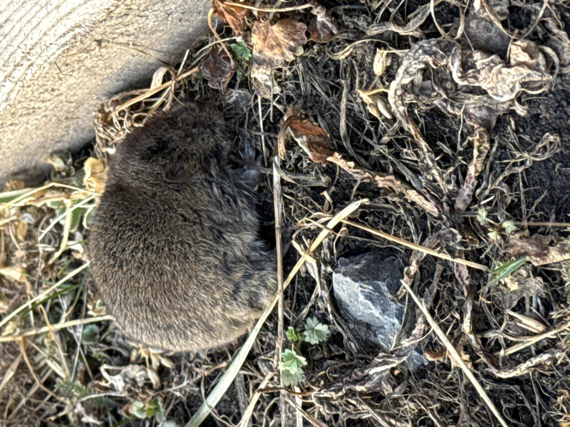 In Tyulyuk, Russia, a small, dark brown, furry mammal, consistent with a vole, rests on the ground. The animal's body is compact and rounded, with its head oriented downwards or away from the viewer, revealing a visible ear on its right side. The immediate ground cover consists of an assemblage of dry, light-brown grass blades, withered brown leaves, dark soil, and sparse small green plants with lobed leaves. A single grey, angular rock is positioned in the lower-left quadrant of the frame. In the upper-right background, a light-colored, vertical planar structure, possibly wood or concrete, is partially visible. The scene is illuminated by natural, directional light.