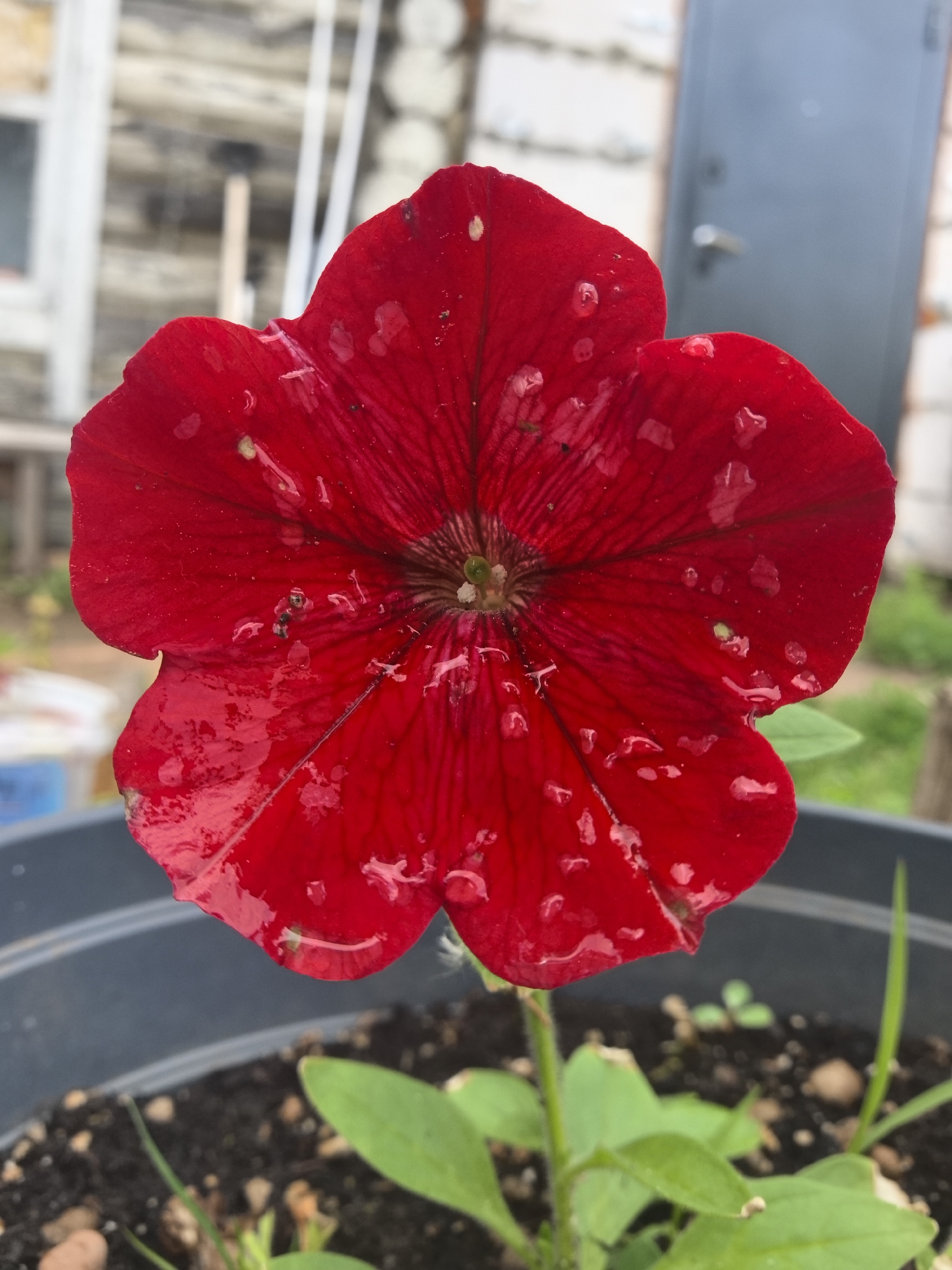A close-up shot showcases a vibrant red petunia flower in full bloom, nestled in a dark gray plastic pot filled with soil. The flower petals have droplets of water or dew scattered across their surface. Behind the flower, out of focus, are elements of a house. The location may be in Noviy, Russia.