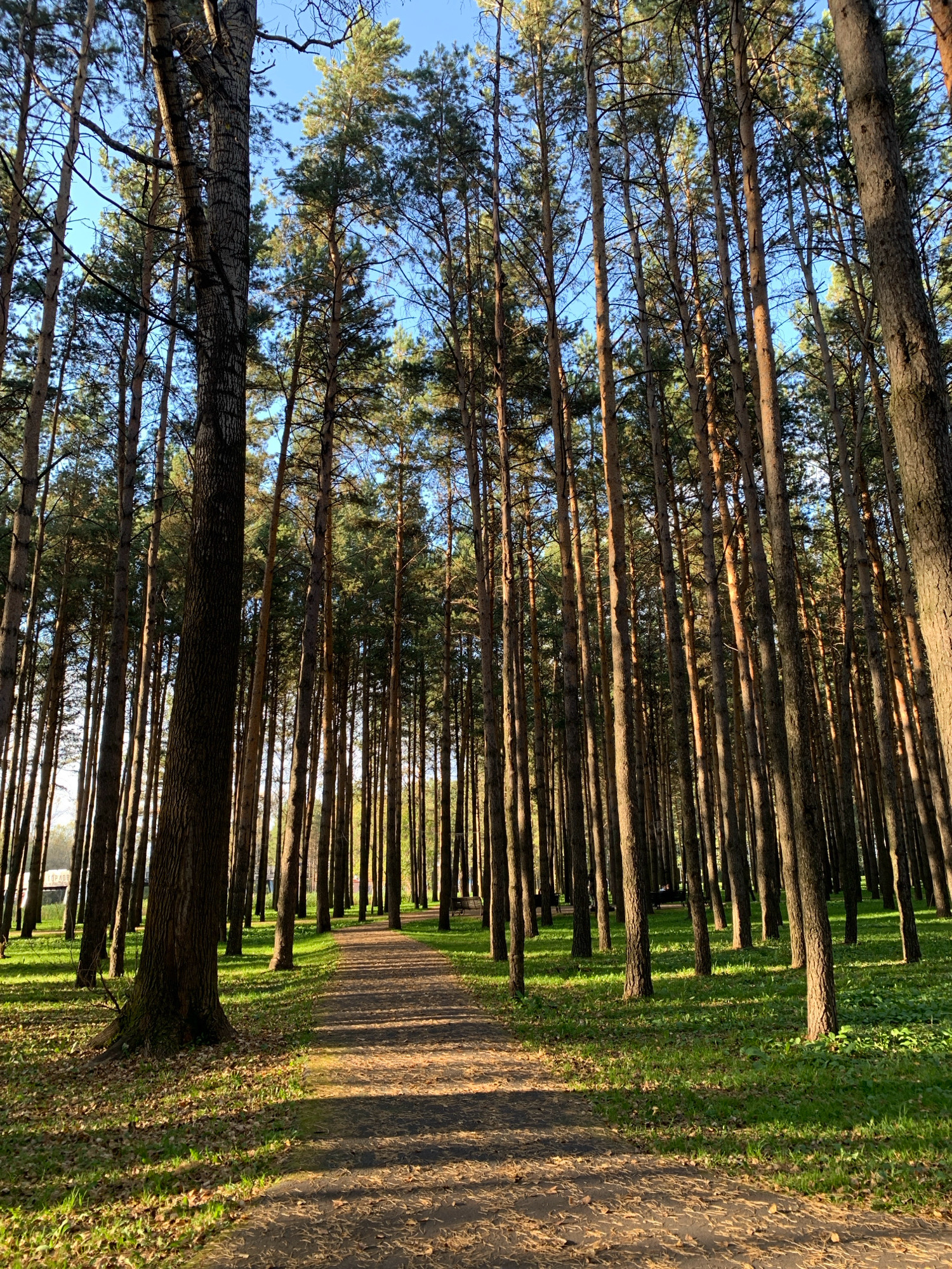 A paved walking path curves through a dense forest of tall, slender pine trees. The path is dappled with sunlight and shadows from the overhead canopy. The ground beside the path is covered in vibrant green grass, interspersed with fallen pine needles and leaves. In the distance, through the trees, the blue sky is visible. The overall impression is one of a serene and natural park setting. The location is within the city of Prokopyevsk, Russia. There are no people or animals visible in the image.