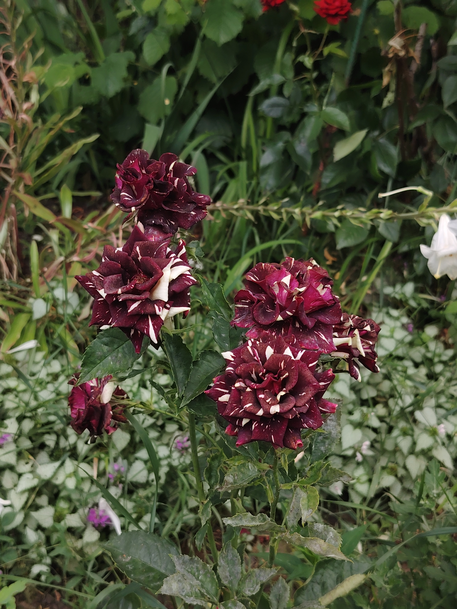 The image is a close-up photograph of a cluster of dark red and white striped roses in a garden. The roses are in various stages of bloom, with some fully open and others still tightly furled. The petals are a deep burgundy color with streaks of white. The background is a blur of green foliage and other plants, suggesting a natural outdoor setting. There are no people or man-made structures visible in the image. The lighting appears to be natural daylight, with soft shadows indicating an overcast or shaded environment. The overall impression is one of natural beauty and the intricate details of the flowers. The image does not contain any information that would indicate its location in Rostov-on-Don, Russia, or any other specific city.