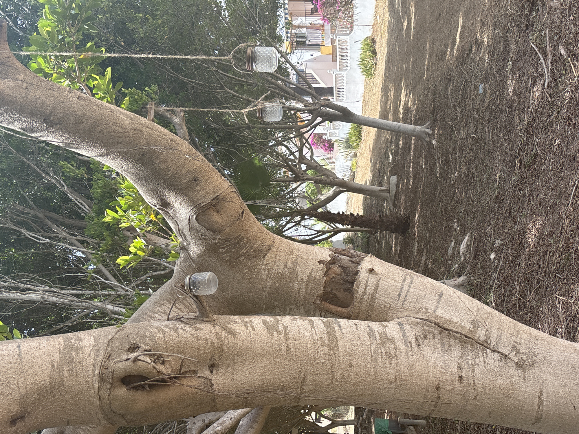 The image shows a close-up view of large tree trunks in an outdoor setting. The trees are thick and have rough, textured bark. Hanging from one of the branches are two glass jars, each with a metal lid, suspended by twine. These appear to be decorative or functional, perhaps as lanterns or bird feeders. In the background, there are glimpses of a building with balconies and pink flowers, suggesting a residential area or a garden. The ground is covered in dry leaves and twigs, with shadows cast by the trees, indicating it is daytime. The overall scene is somewhat rustic and natural, with the man-made elements of the jars and the distant building providing contrast. The image is oriented vertically, with the main tree trunks dominating the foreground.