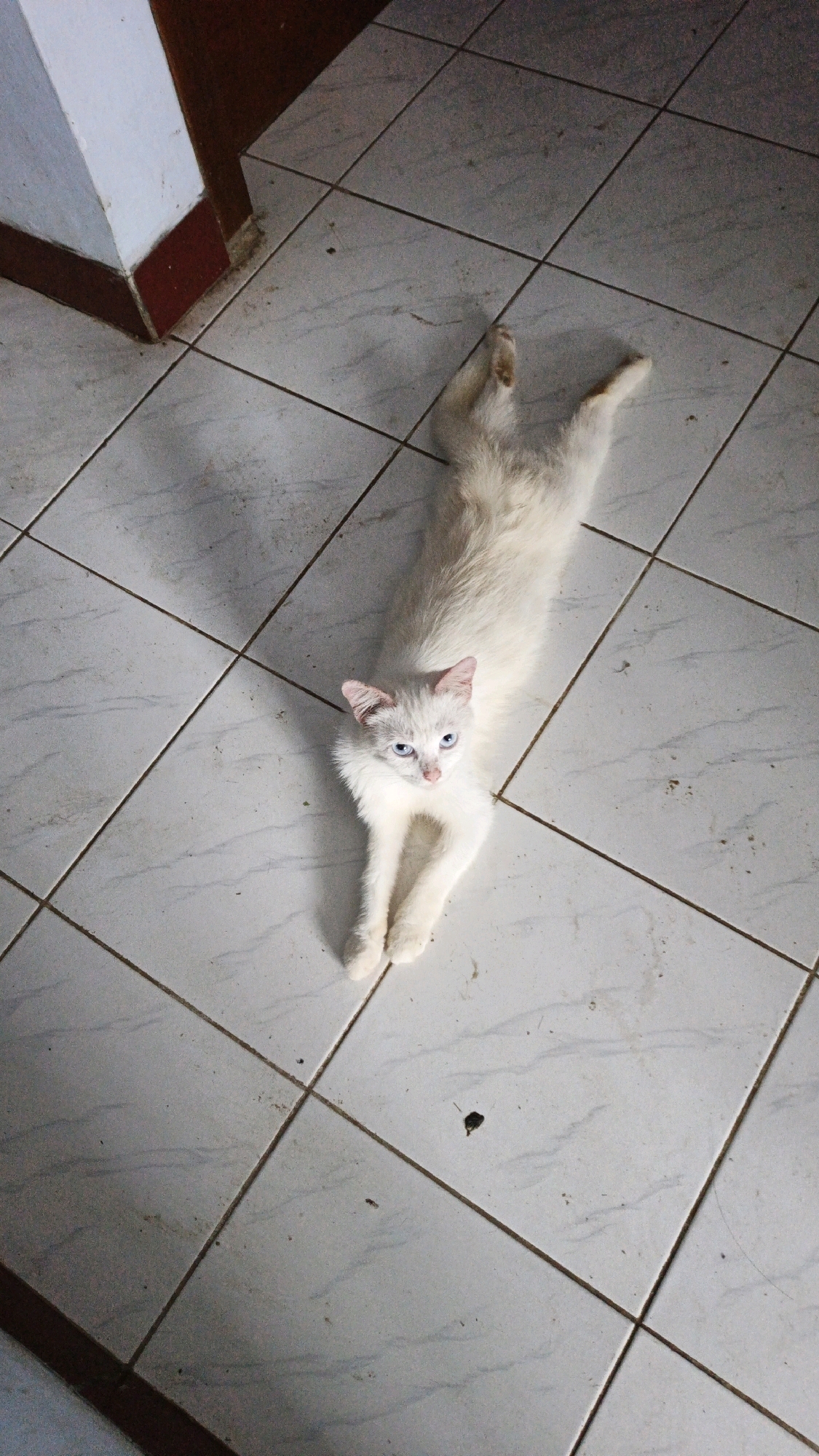 A white cat with blue eyes is lying on a tiled floor. The cat is stretched out with its front paws extended and its hind legs spread apart. The floor is made of square white tiles with dark grout lines. In the background, there is a corner of a room with a white and brown wall. The image appears to be taken from a high angle. The scene is indoors and appears to be in a residential setting in Campurdarat, Indonesia.