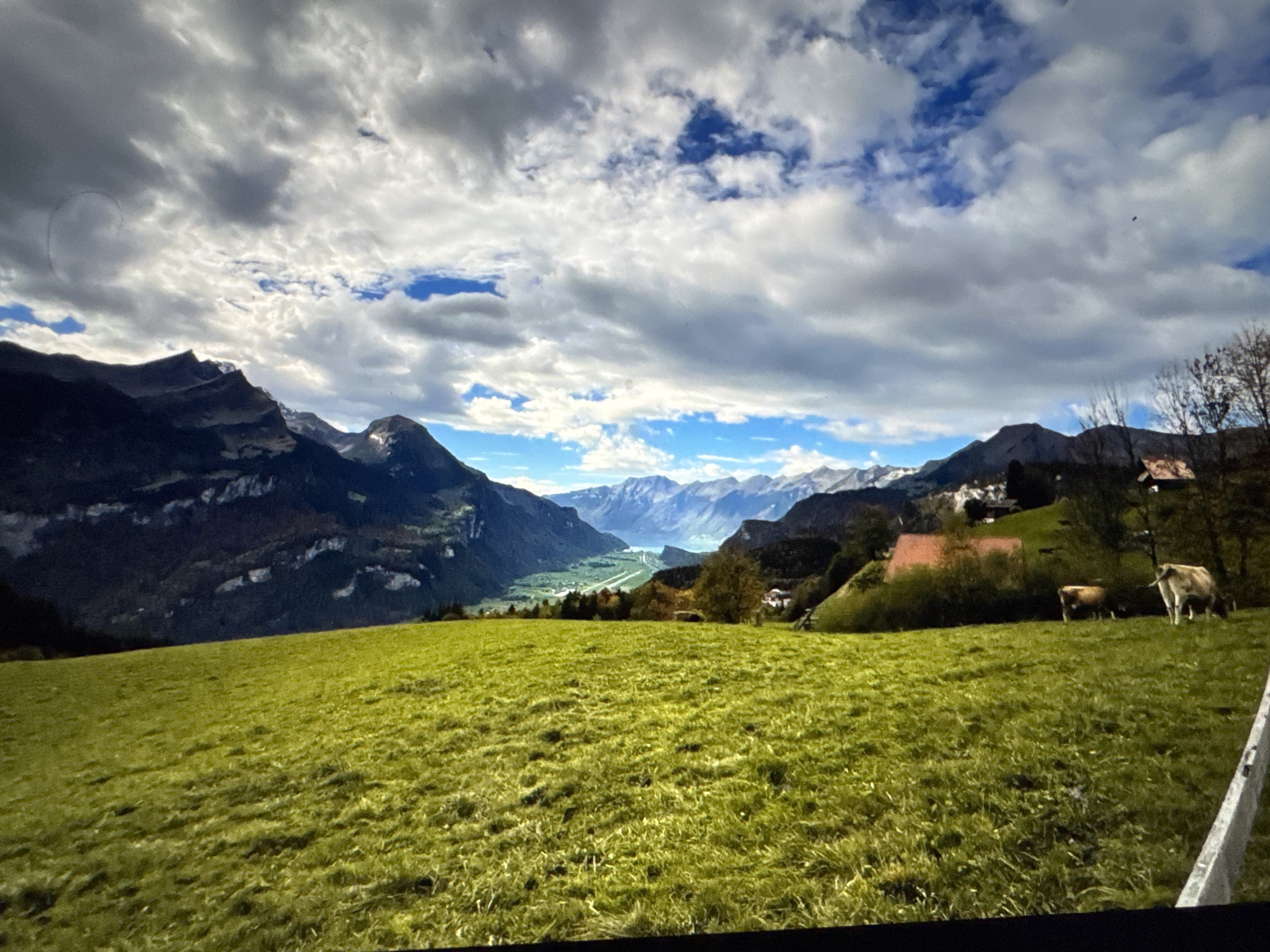 The image depicts a scenic vista of rolling green hills meeting majestic mountains under a dramatic, cloud-filled sky. In the foreground, a vibrant green meadow stretches out, its grass lush and slightly textured. The middle ground transitions to a hillside dotted with trees, some bare-branched, indicating a cooler season. A couple of houses with reddish roofs are visible nestled on this slope, and two cows graze peacefully in the pasture. Beyond this, the landscape opens up to a valley with a body of water, likely a lake, and a distant range of snow-capped mountains under a partly cloudy sky. The scene is an expansive, natural landscape. The location provided, Porrentruy, Switzerland, is not identifiable within the visual elements of the image, which predominantly feature a mountainous rural environment. There are no people or discernible human activity in the image besides the presence of the houses. The overall atmosphere is one of serene natural beauty.
