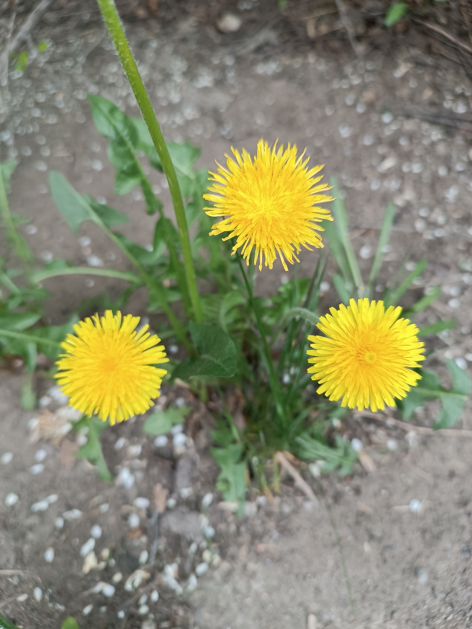 The image depicts a patch of dandelions in a patch of dirt and gravel, likely in a yard or disturbed area. Three dandelion heads are prominently featured, all in full bloom with bright yellow petals. The surrounding ground is a mix of soil and small, light-colored gravel or pebbles. Green dandelion leaves are scattered around the base of the flowers. The image appears to be taken outdoors, in daylight. There is no evidence of the city of Chaikovsky, Russia in the image.