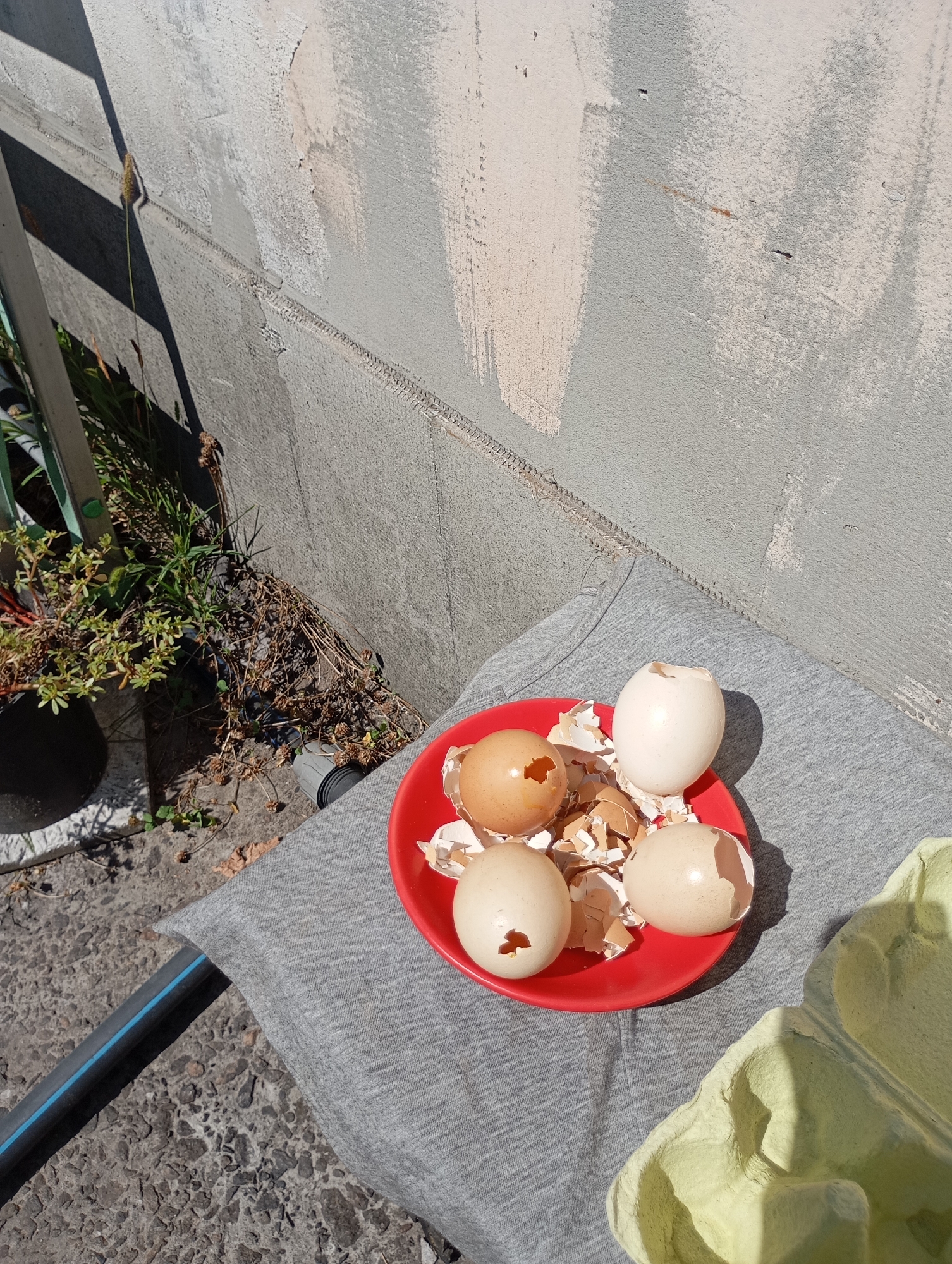 An overhead, outdoor, medium shot shows a bright red plate filled with several cracked eggshells and a few whole, intact eggs. The plate sits on a textured gray fabric, possibly a blanket or clothing, which is draped over a metal object. To the left of the plate, a black plastic pot contains a small, leafy green plant with some dry brown foliage. Behind the pot, a gray concrete wall displays patches of peeling white paint. The ground is a rough, grey, textured surface, possibly asphalt or concrete, with scattered debris. A green egg carton is visible in the lower right corner of the image. The scene is illuminated by direct sunlight, casting sharp shadows. The location is identified as Horishni Plavni, Ukraine. There are no people visible in the image.