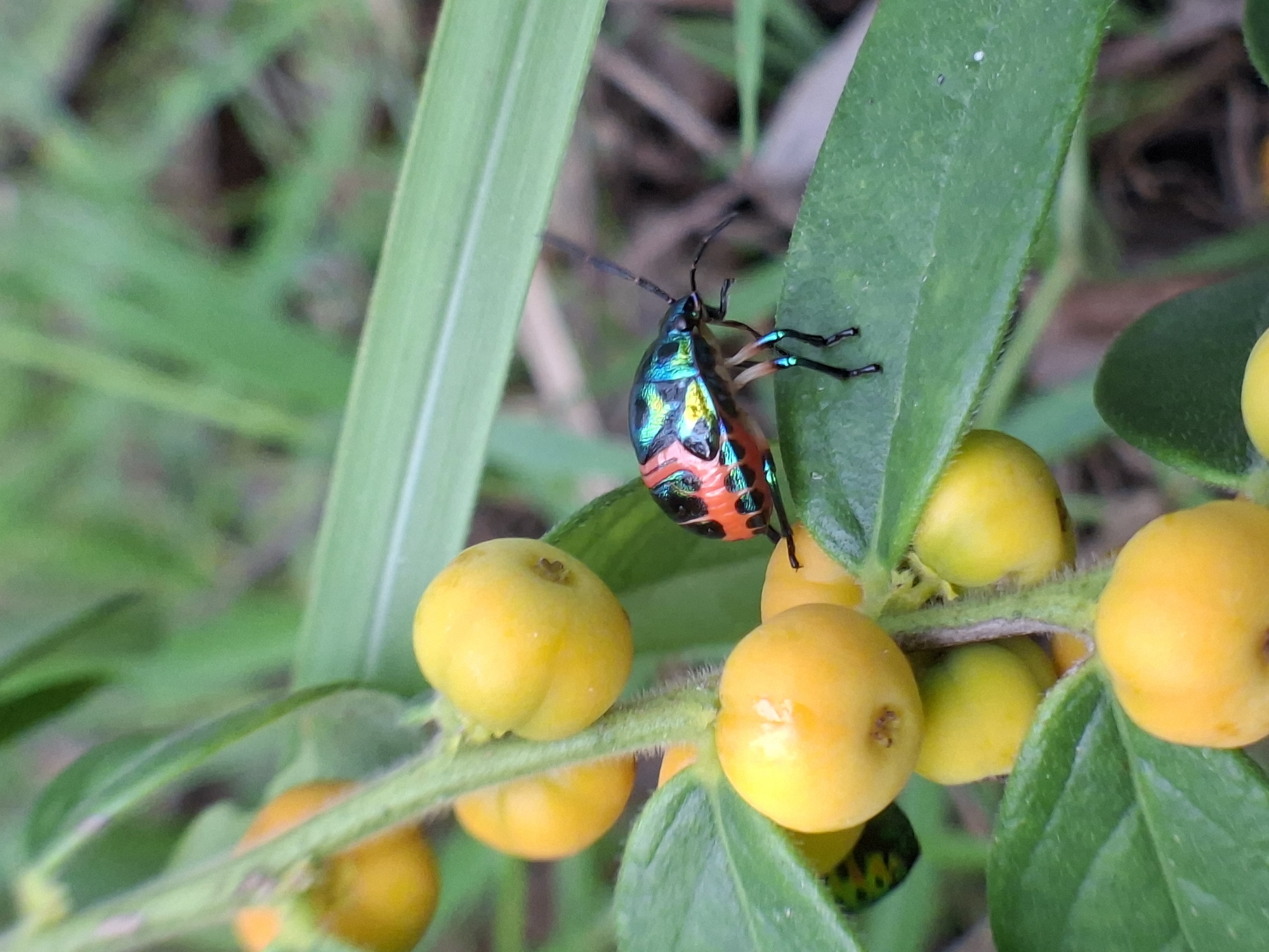 In a close-up, outdoor shot, a vibrant jewel beetle clings to a green leaf amidst a cluster of yellow berries. The beetle exhibits iridescent colors of blue, green, and orange. The setting appears to be a natural environment, possibly a garden or park, likely in Lhokseumawe, Indonesia. No people are visible. The primary subjects are the beetle and the plant with yellow berries. The beetle is interacting with the plant by clinging to the leaf. The environment is lush with foliage.