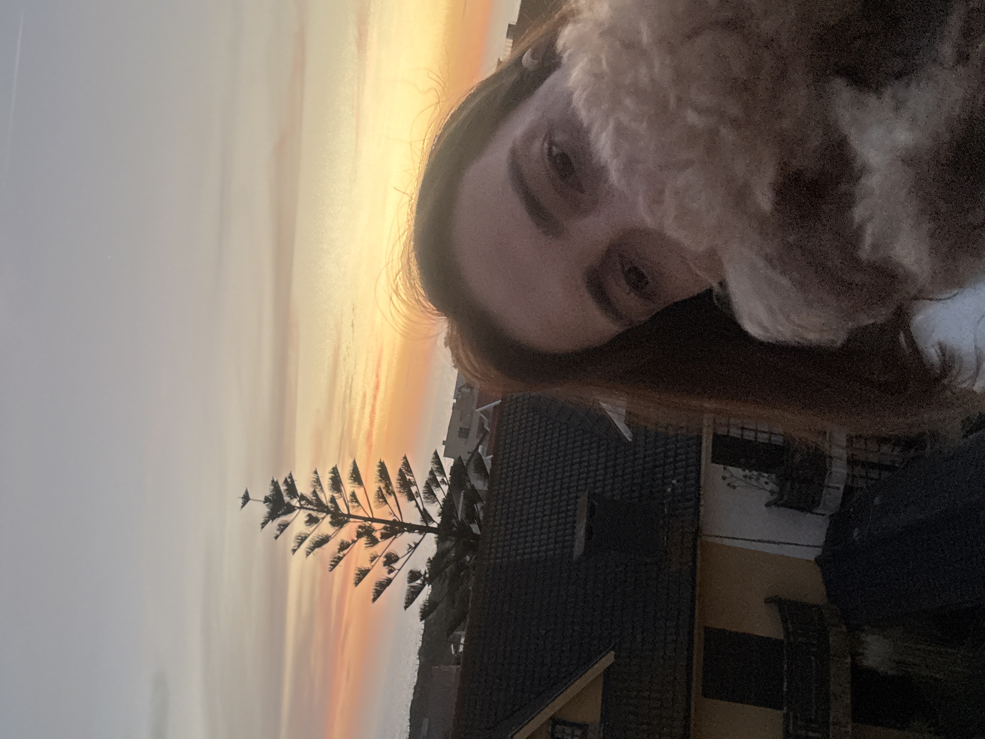 The image, taken in Vila Nova de Gaia, Portugal, captures a selfie outdoors during sunset. The sky, filling the left and upper portions of the frame, displays a warm gradient of orange, yellow, and pink hues blending into a softer grey, indicating the end of the day.
In the foreground, on the right side, the upper part of a person's face is visible, including their eyes, nose bridge, and forehead, framed by dark hair. The person looks directly towards the camera. Resting on or near the person's head/shoulder is a fluffy, light-colored animal, likely a dog, with mottled white and brown fur, its form partially obscured.
In the mid-ground, silhouetted against the colorful sky, stands a tall, slender tree with distinct, horizontally spreading branches, possibly an Araucaria species. Behind the tree and in the background, several buildings with dark, tiled roofs and light-colored walls (some appearing yellow or cream) are visible, suggesting a residential or urban setting. The overall atmosphere is serene, highlighted by the vibrant sunset colors. There is no visible text in the image.