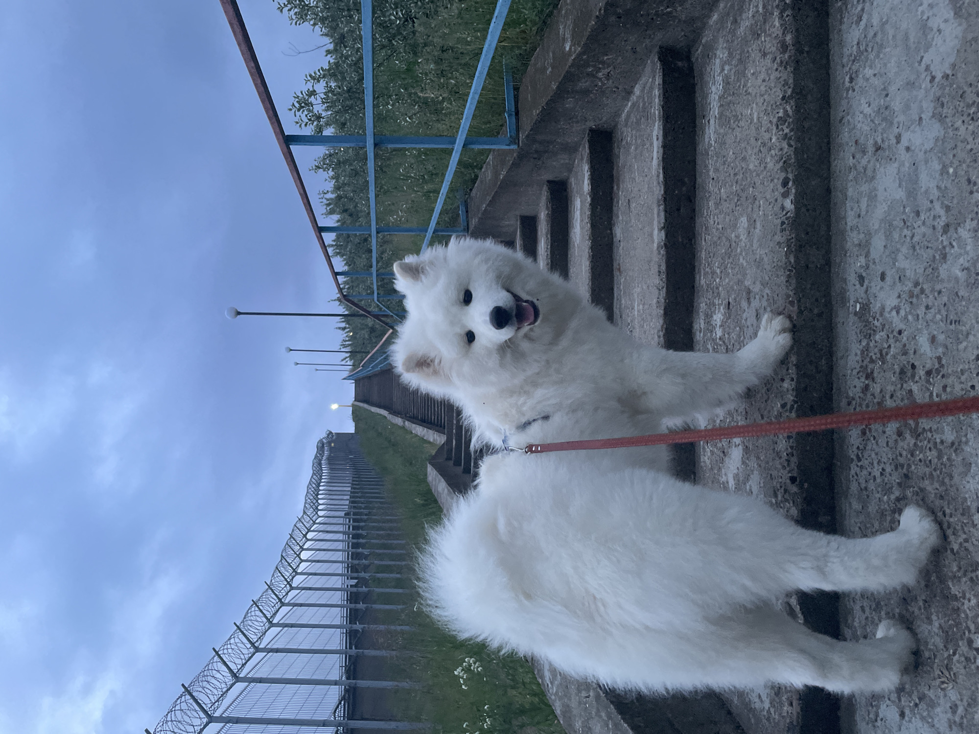 A white, fluffy Samoyed dog stands on a concrete staircase, looking directly at the camera with an open mouth, displaying a happy expression. The dog wears a harness with a red leash extending downwards, out of frame. The staircase, constructed of weathered grey concrete, ascends into the background. To the right of the stairs, a blue and rusty red metal railing runs parallel to the ascent. On the left side of the staircase, a concrete retaining wall is visible, with green grass and scattered white flowers beyond it. In the upper left background, a tall metal fence topped with multiple strands of concertina wire runs horizontally, following a gentle upward slope. Behind this fence, more concrete steps continue the ascent. Several lampposts are visible in the background, with one emitting a warm yellow light near the top of the distant stairs. The sky is overcast and uniformly grey-blue, indicating either dusk or an overcast day. Green foliage, including small bushes and grass, lines both sides of the ascending path. The location is Unknown, Unknown.