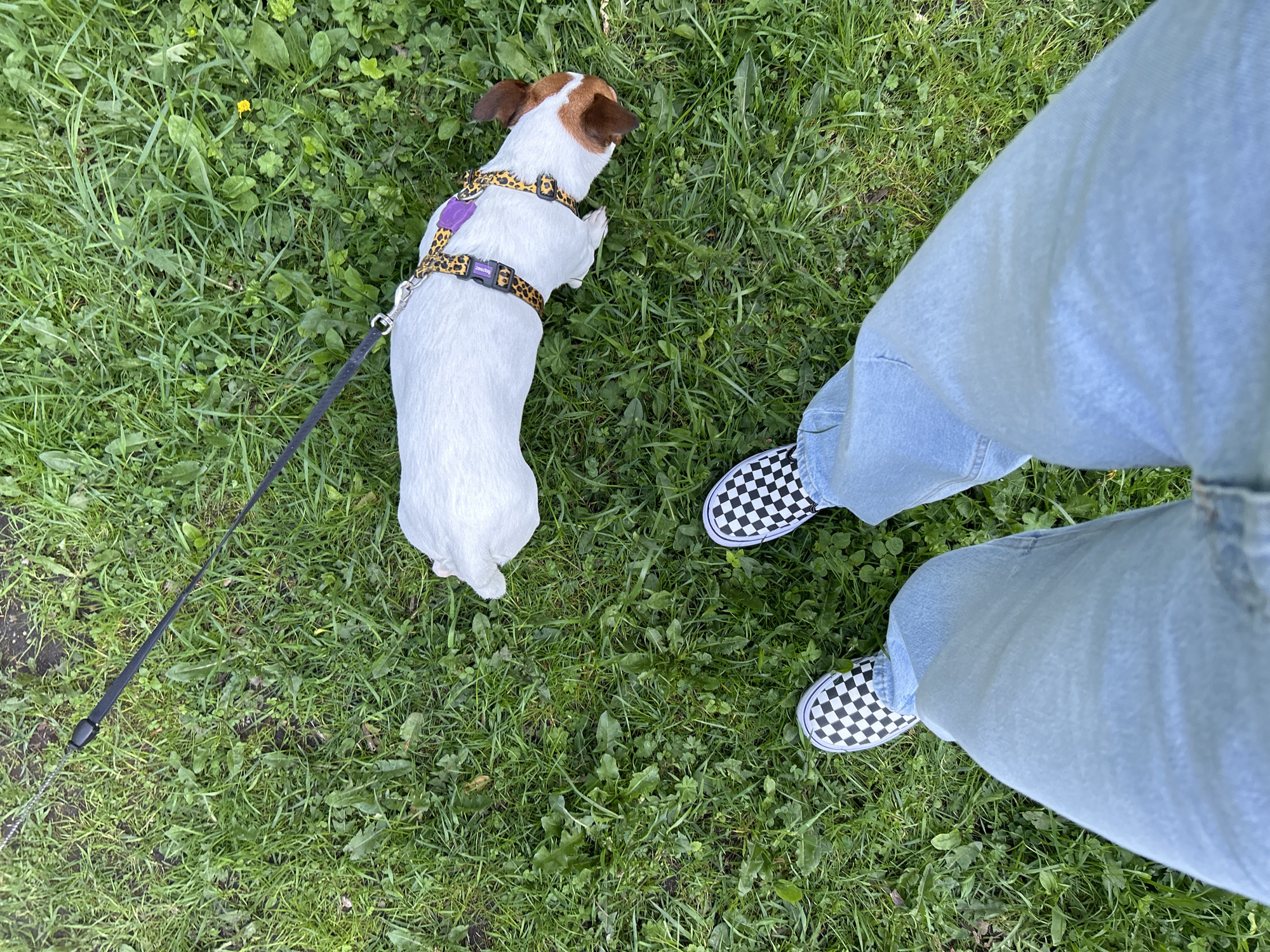 A high-angle shot displays a patch of green grass with scattered clover, weeds, and dark soil spots. Positioned on the grass is a small, white Jack Russell Terrier with brown ears and markings. The dog wears a leopard-print harness with a purple patch and is attached to a black leash lying across the grass. To the right, the lower portion of a person is visible, wearing light blue jeans and checkered Vans sneakers. The location is suggested to be in Saint Petersburg, Russia, although there are no specific landmarks visible.