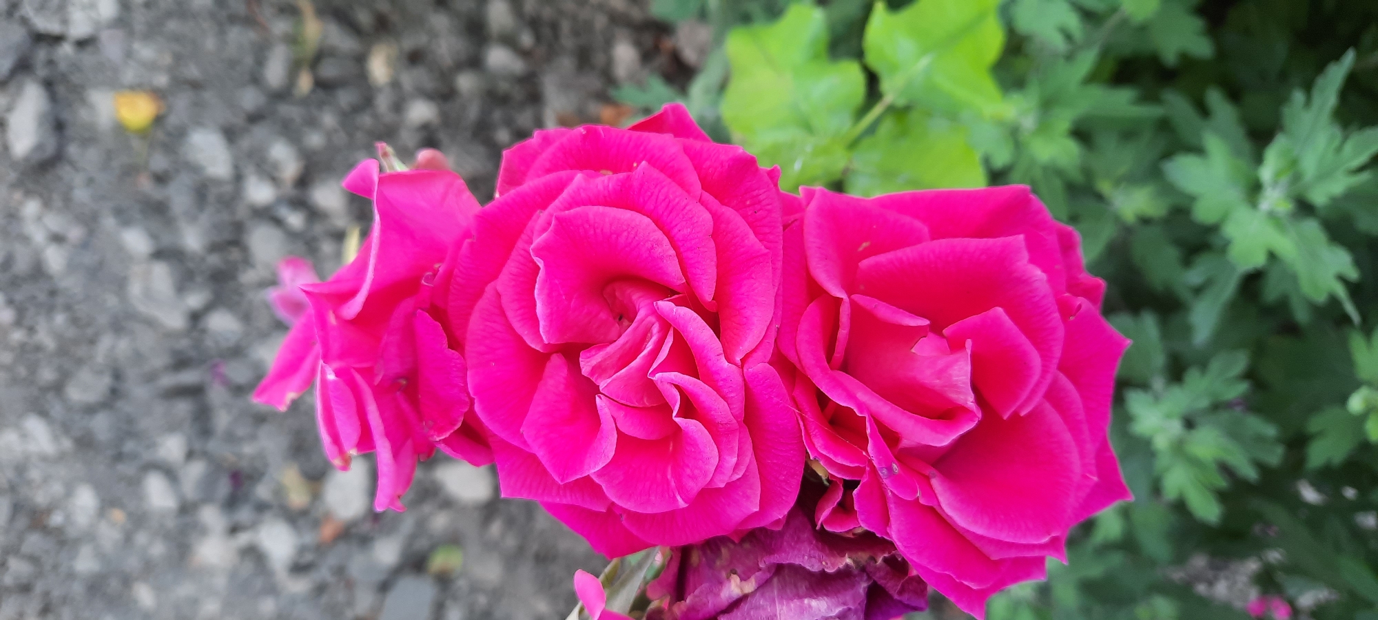 The image shows a close-up of three bright pink roses. The roses are layered on top of each other, with the top two blooms partially obscuring the one below. The petals are tightly furled in the center, opening outwards into soft curves. Some of the petals have a slightly wilted or delicate appearance, particularly on the left side of the image where a purplish, dried petal can be seen. The background is a soft blur of gray pebbles and green foliage, suggesting an outdoor setting, possibly a garden or pathway. There are no people or animals present in the image, and no discernable objects other than the flowers and their immediate surroundings. The lighting is soft, highlighting the vibrant color of the roses without harsh shadows. The location in Bocani, Moldova, is not visually evident from the image itself.