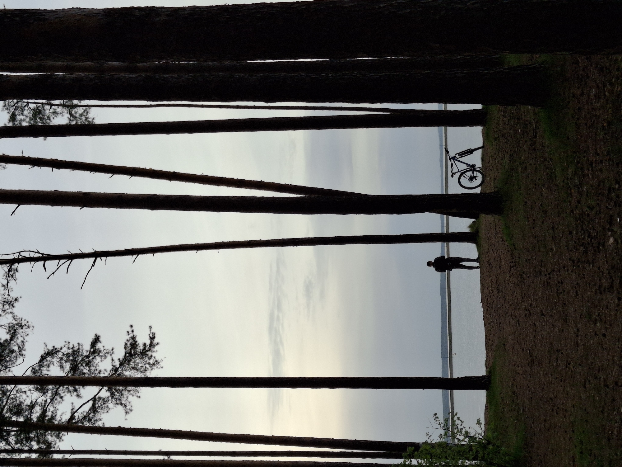 The image depicts a scene in a forest, likely near a body of water. Tall, dark tree trunks frame the view, creating a vertical perspective. In the distance, a person stands near the water's edge with a bicycle. The background consists of a calm body of water under a pale sky. The location is possibly Chaikovsky, Russia.