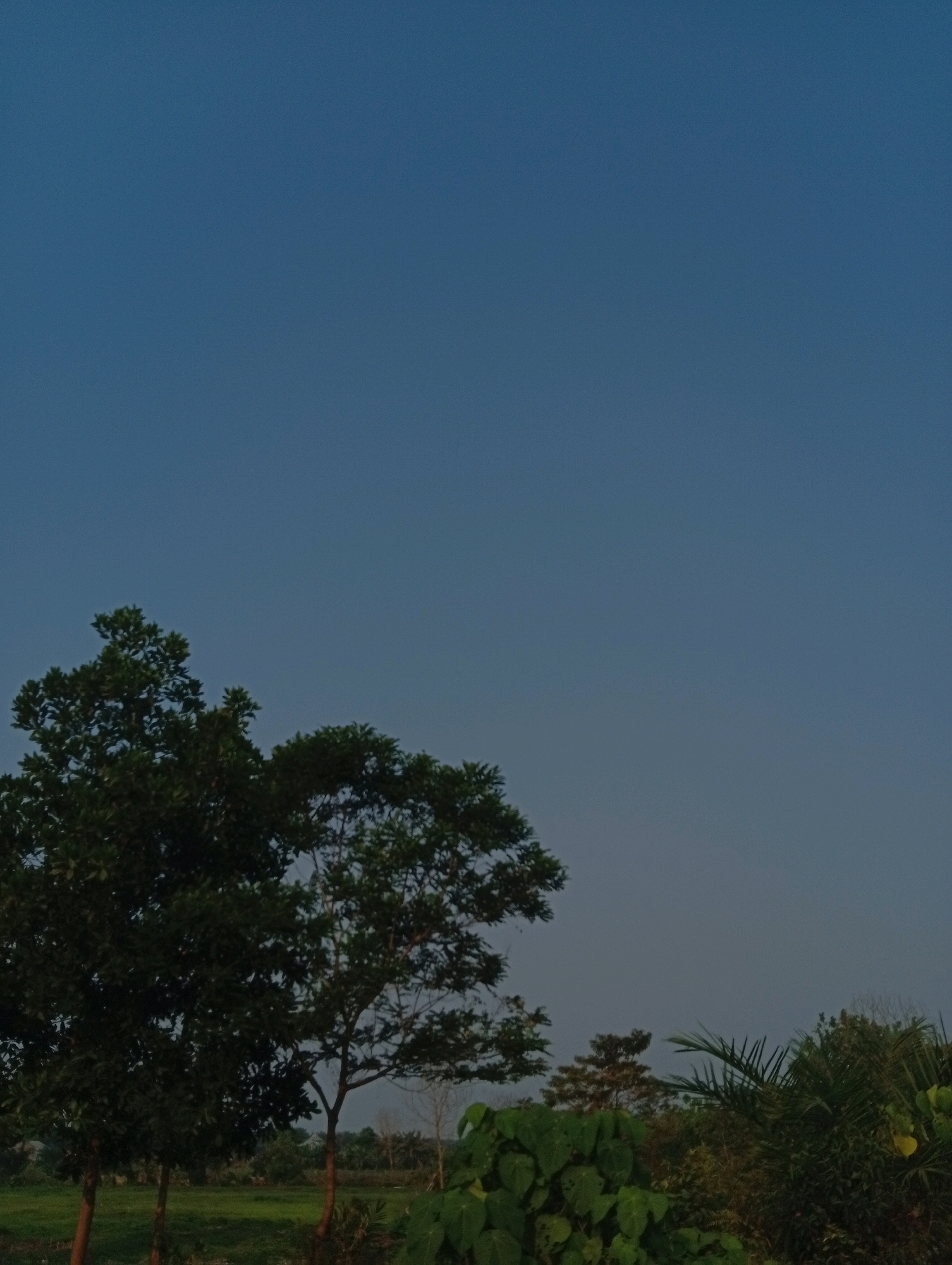 A photograph captures a rural landscape in Kualu, Indonesia. The upper two-thirds of the frame is dominated by a clear, gradient blue sky, transitioning from a lighter hue at the horizon to a deeper shade at the top. The bottom third of the image features a dense arrangement of trees and vegetation against a backdrop of green fields. On the left, a large, leafy tree with dark green foliage stands prominent, its branches reaching upwards. To its right, another tree with similar foliage is visible. Further to the right, a variety of other trees and plants create a textured line of greenery across the lower edge of the frame. The scene appears to be illuminated by natural light, likely from the early morning or late afternoon, given the soft light and muted colors. No people or animals are visible in the frame. The overall impression is one of a tranquil, natural environment.