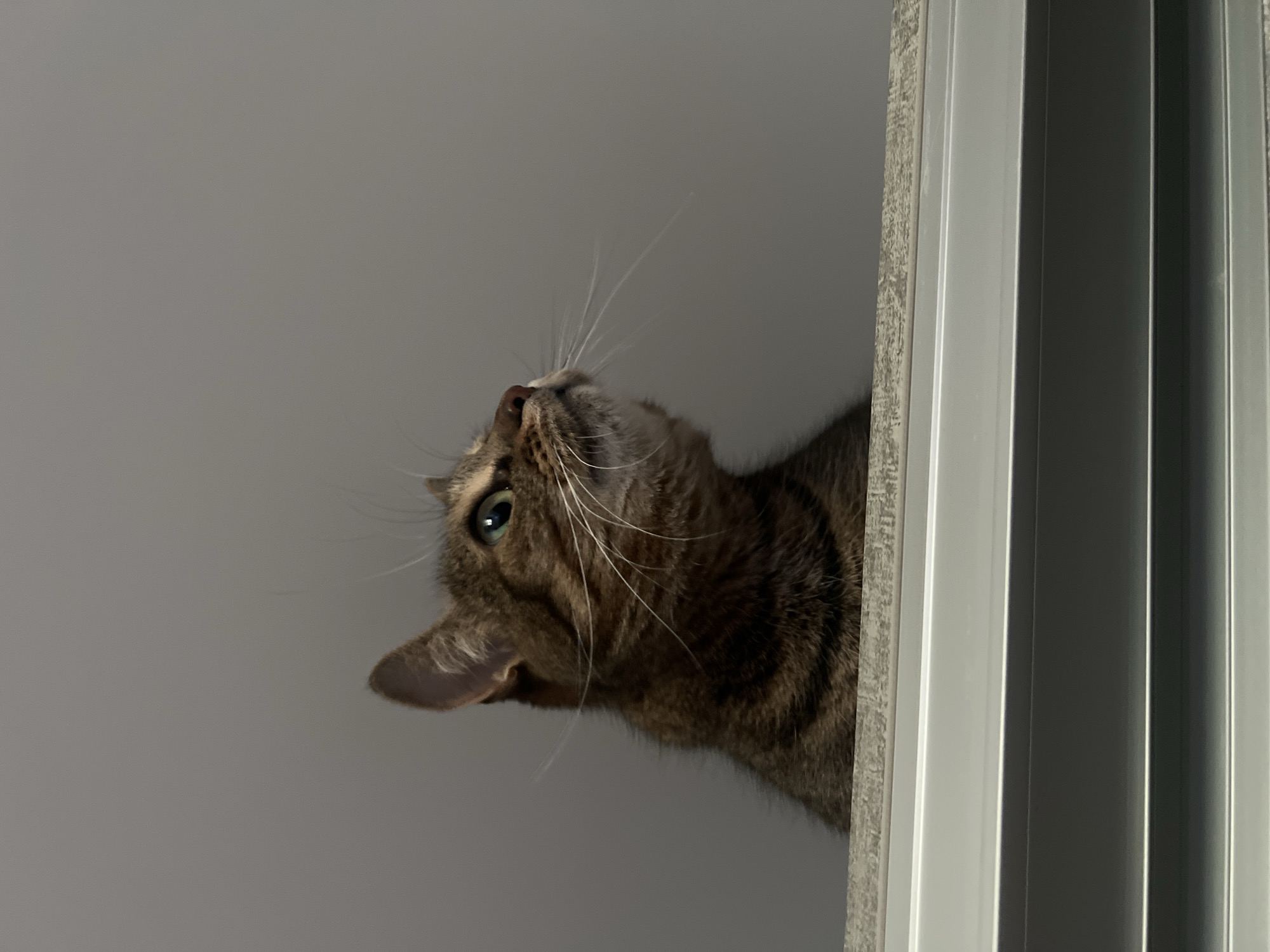 A tabby cat with green eyes looks upward, its head tilted to the side. The cat's fur is striped with shades of brown and black, and its long white whiskers are spread out. The cat is partially visible, peeking around a vertical white frame, likely a doorway or window. The background is a plain, light gray wall, suggesting an indoor setting. The lighting appears to be coming from above and to the left, casting subtle shadows. The cat's gaze is directed upwards, hinting at curiosity or perhaps observing something out of frame. No people or text are visible in the image. The overall impression is one of quiet observation and feline intrigue.