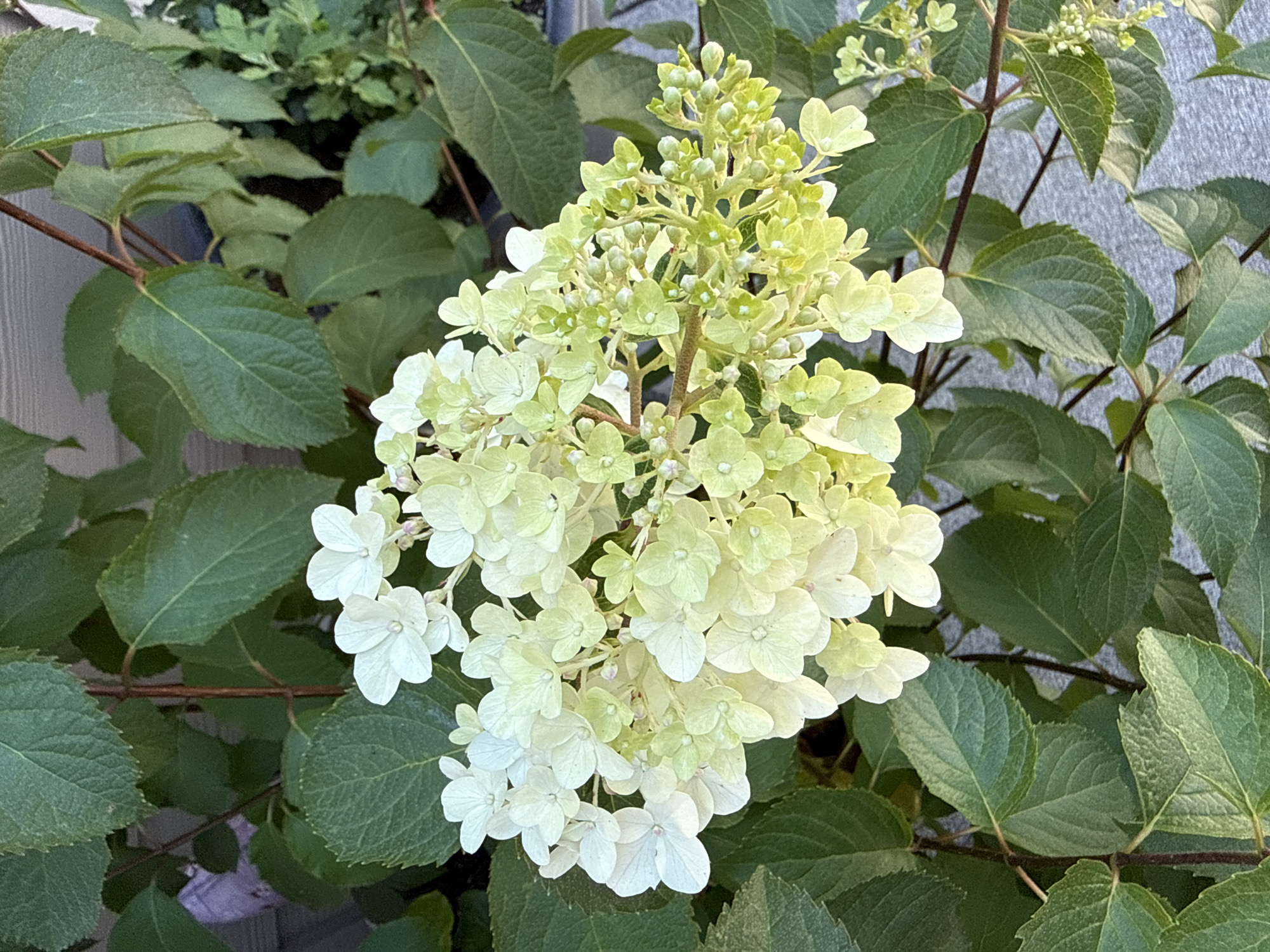 A close-up, eye-level shot focuses on a cluster of pale green and white hydrangea flowers. The blooms are abundant, with many small, delicate petals. The flowers are set against a backdrop of lush, dark green hydrangea leaves. The stems of the plant are visible as thin, brown branches. The background is softly blurred, suggesting an outdoor setting, possibly a garden. There are no people or specific landmarks visible to indicate a location within Vancouver, United States of America.