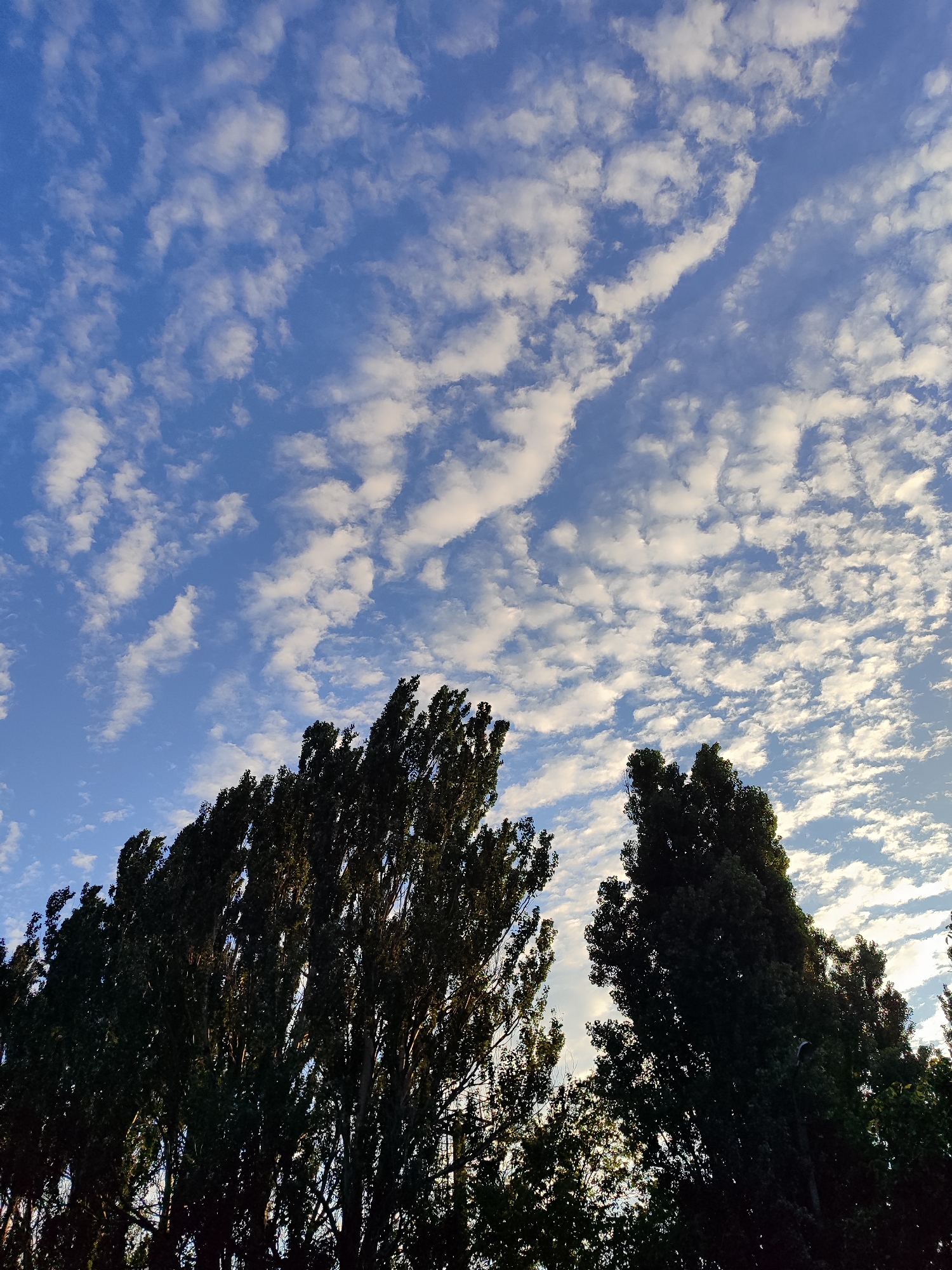 The image captures a view of the sky and treetops from an unspecified location within the city of Unknown, Unknown. The sky is a vibrant blue, adorned with scattered, wispy white clouds that form a mottled pattern. In the foreground, the dark silhouettes of tall trees are visible, their dense foliage obscuring much of their trunks and branches. The lighting suggests it is either early morning or late afternoon, with the sun casting a soft glow through the leaves. There are no people or animals visible in the frame, and no specific landmarks are identifiable to pinpoint a precise location within the city. The scene is serene and natural, focusing on the interplay of light, sky, and vegetation.