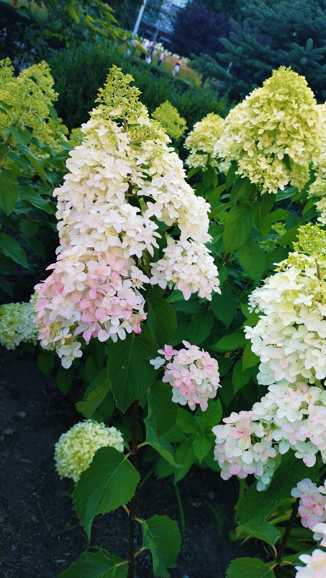 The image shows a cluster of white and pink hydrangeas in full bloom, with lush green foliage. The flowers are cone-shaped and appear to be Panicle hydrangeas. Some of the blooms are transitioning from white to a light pink, suggesting they are in the process of aging. The hydrangeas are densely packed, creating a vibrant floral display. The background is blurred, with hints of dark green trees and some indistinct structures, possibly a building or fence, suggesting an outdoor setting. The overall lighting suggests it might be late afternoon or early evening. The image does not contain any people or animals. The specific location in Horishni Plavni, Ukraine, cannot be determined from the visual information provided in the image.