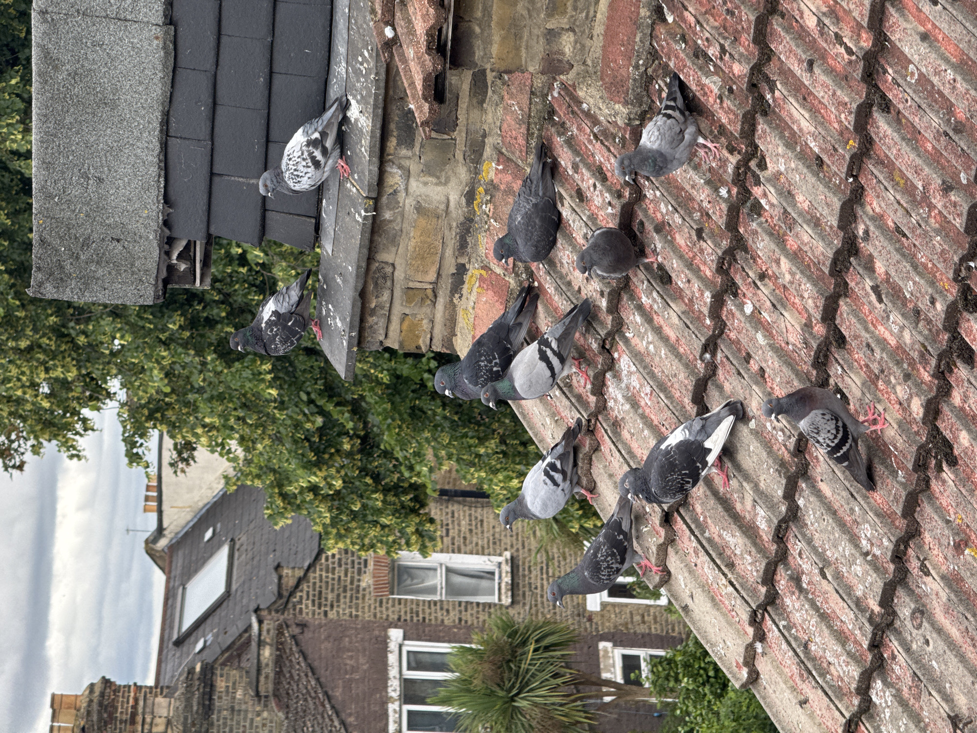 The image depicts a flock of pigeons gathered on a tiled roof of a building in an urban environment. The pigeons are of various grey and white and dark grey and white colorations. Some pigeons are perched on the ridgeline of the roof, while others are scattered across the sloped tiles. In the background, buildings with brick facades and chimneys are visible, along with some trees and a cloudy sky. The scene appears to be an exterior view from a slightly elevated perspective.