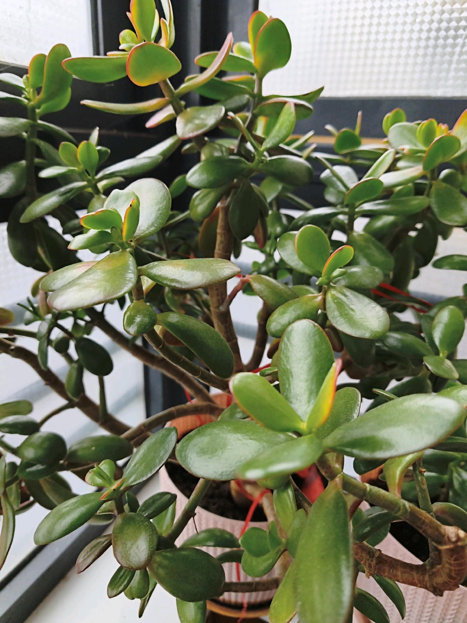 A close-up, eye-level shot focuses on a jade plant (Crassula ovata) indoors, positioned near a window with a textured, translucent pane visible in the upper right corner. The plant is lush and green, with thick, fleshy leaves that are oval-shaped and slightly rounded. Some leaves exhibit a reddish-orange hue along their edges, suggesting exposure to sunlight. The stems are thick and woody, with a brown, textured surface. The plant is in a pot, partially visible at the bottom, with a pinkish, textured exterior. Red threads are visible interspersed among the stems and leaves, likely decorative or supporting elements. The background includes a dark vertical frame to the left of the window, suggesting it is a window frame. The overall lighting suggests an indoor environment, possibly illuminated by natural light from the window. There is no indication of the plant's specific location within Mytishchi, Russia.