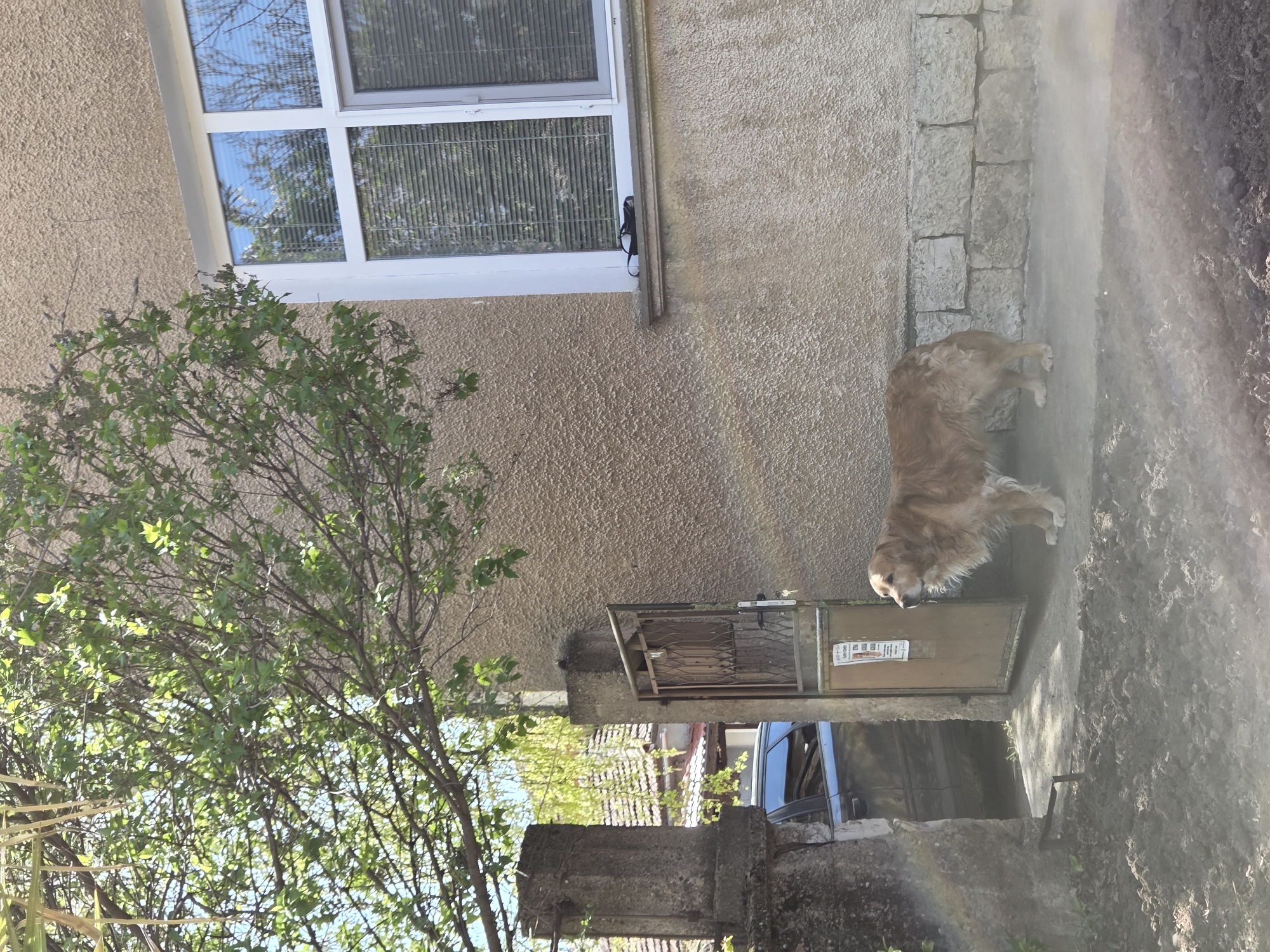 A medium shot depicts an exterior scene in Montana, Bulgaria. A golden retriever stands on a concrete path next to the exterior wall of a building. The wall is textured and light brown. A white-framed window is visible above the dog. Adjacent to the wall and pathway is a small, metal gate, partially obscuring the view of a car parked behind it. A tree with green leaves is to the left of the gate. The environment is bright, with a sun glare appearing on the right side of the frame.
