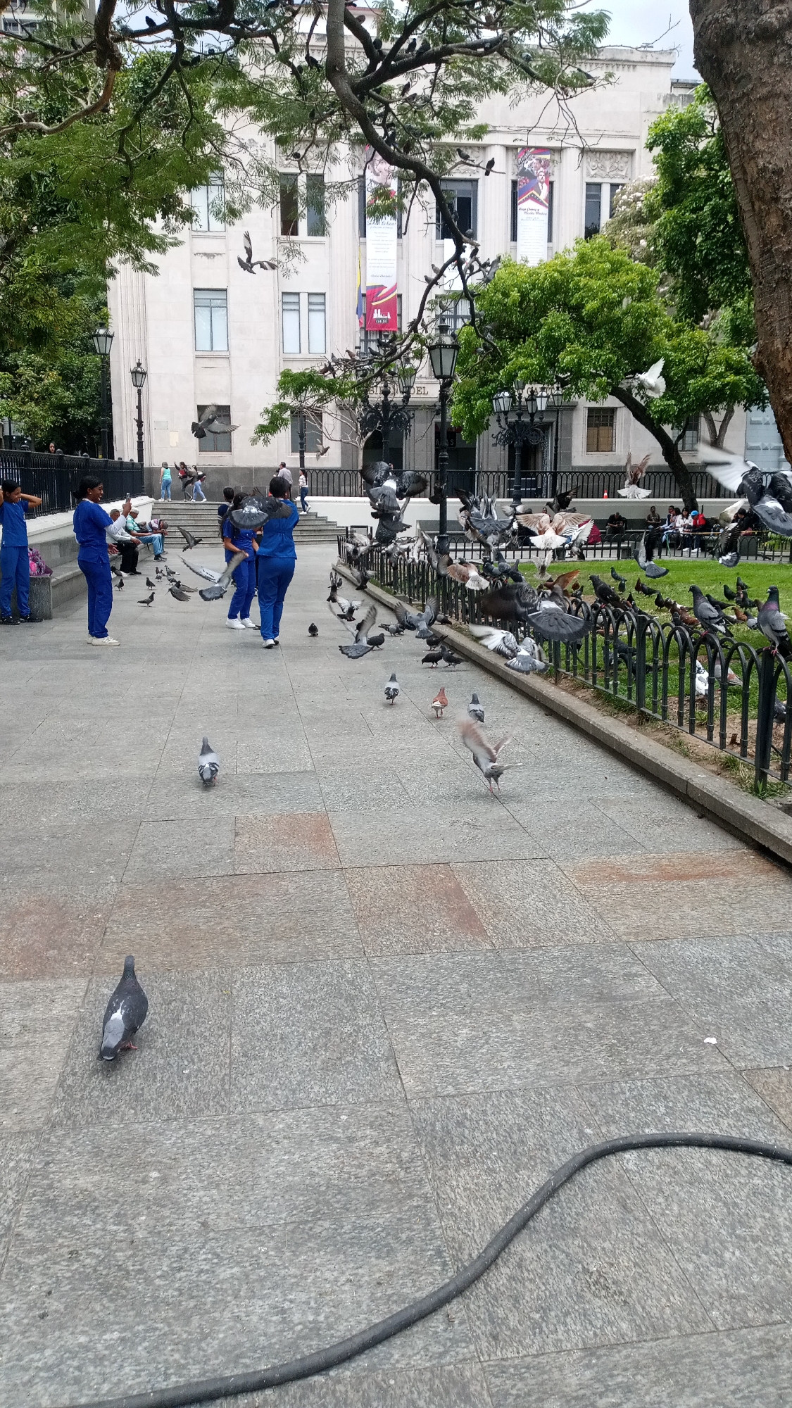 The image depicts a city square filled with pigeons. Several people dressed in blue uniforms are seen feeding the birds. The square is paved with grey stone tiles, and a black metal fence separates the paved area from a grassy section where more pigeons gather. People are seated on benches in the background, observing the scene. A large building with multiple windows and banners stands in the background. Trees provide shade in the square. A black hose lies on the ground in the foreground. The city is Unknown, Unknown.